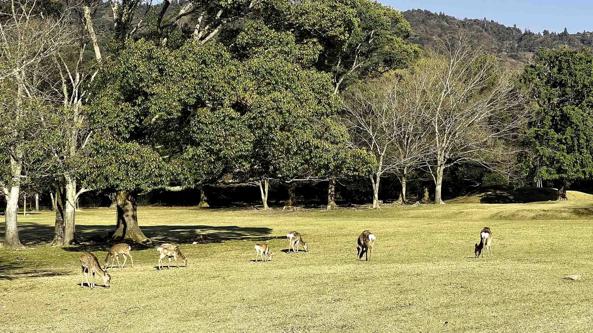 Deer grazing in a grassy field with trees and hills in the background.