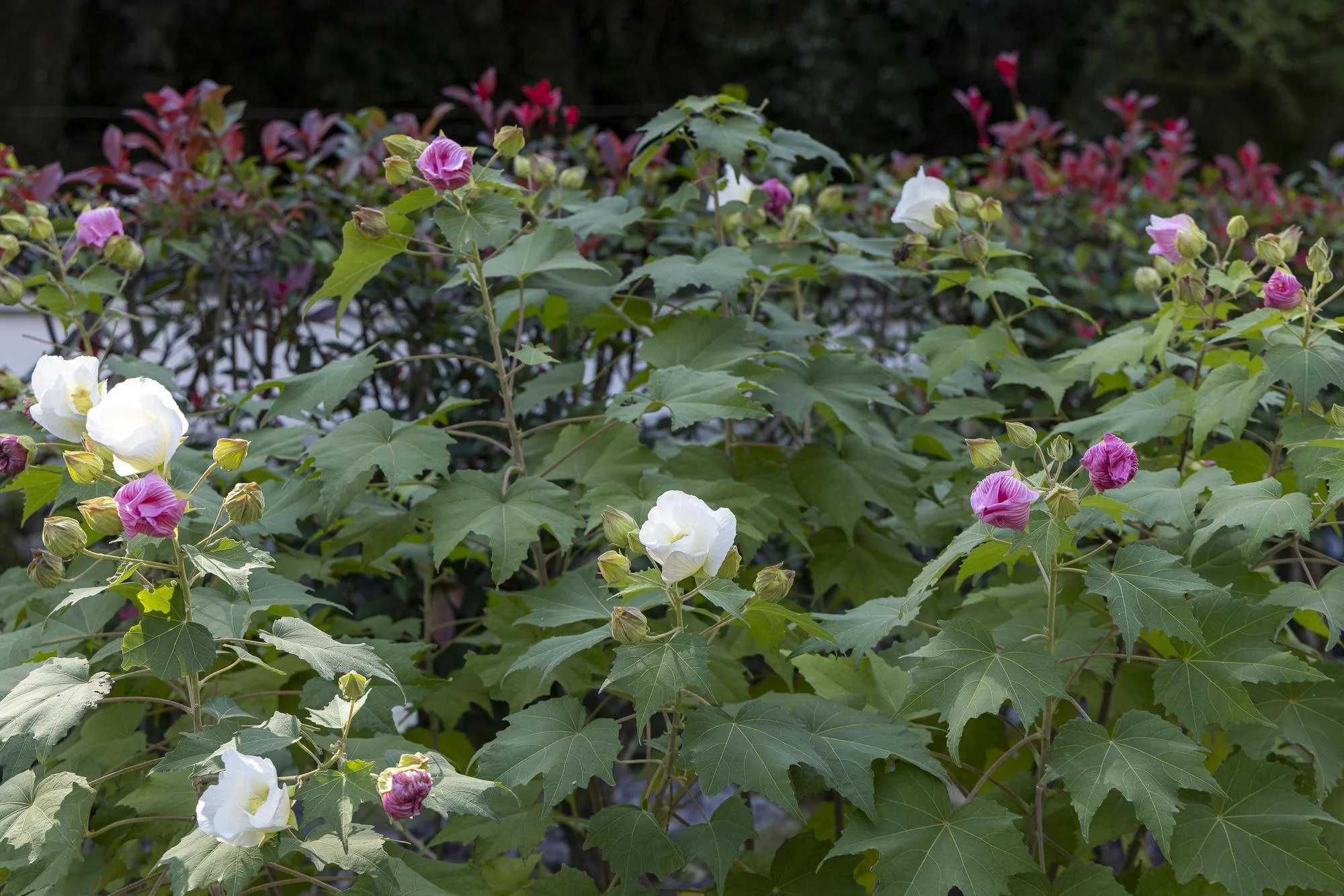 Pink and white hollyhock flowers with green leaves in a garden setting.