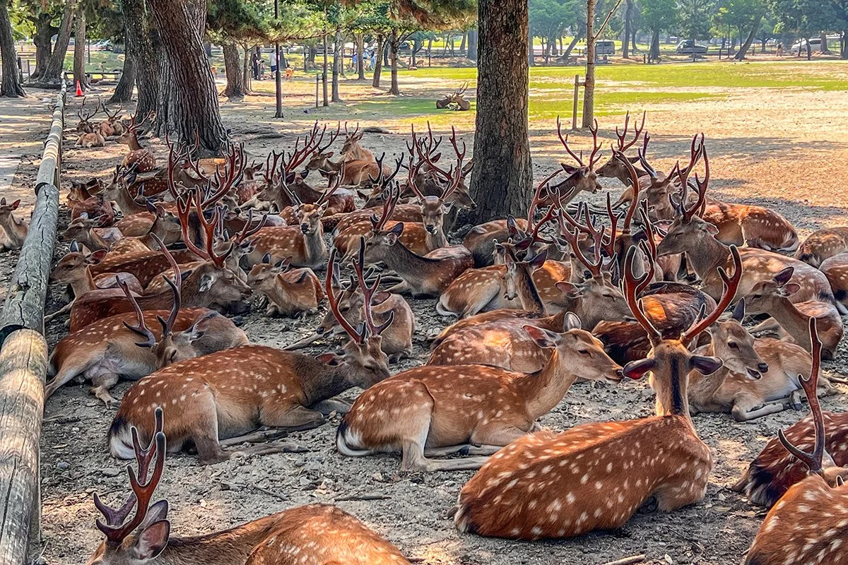 Nara's Deer Population Reaches a Record High: What Visitors Should Know