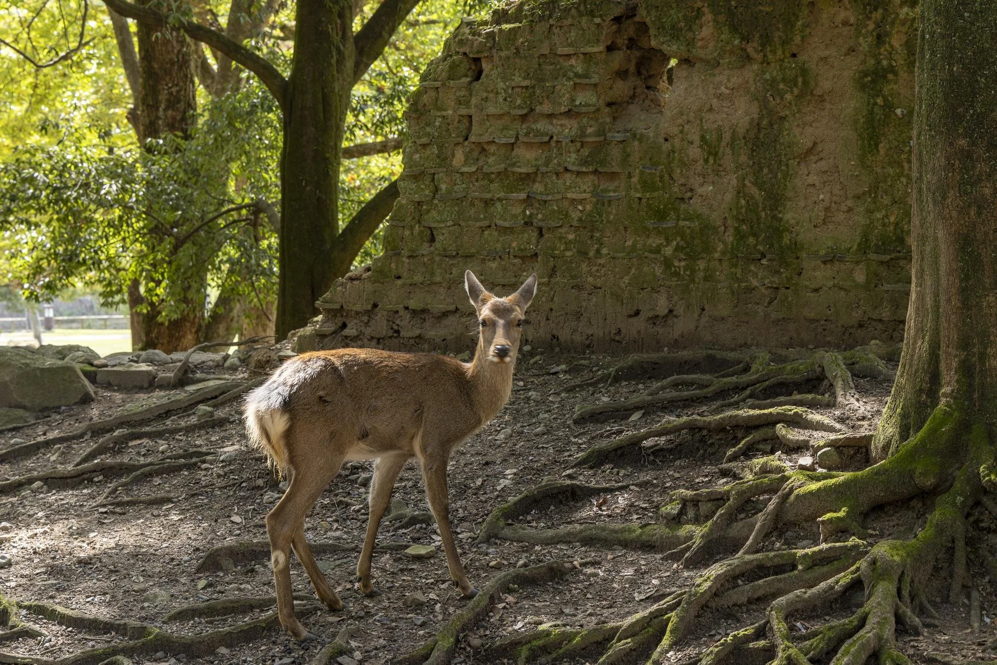 Nara Park: A young deer standing on a forest floor with tree roots and a mossy old brick wall behind it, surrounded by green trees and foliage.