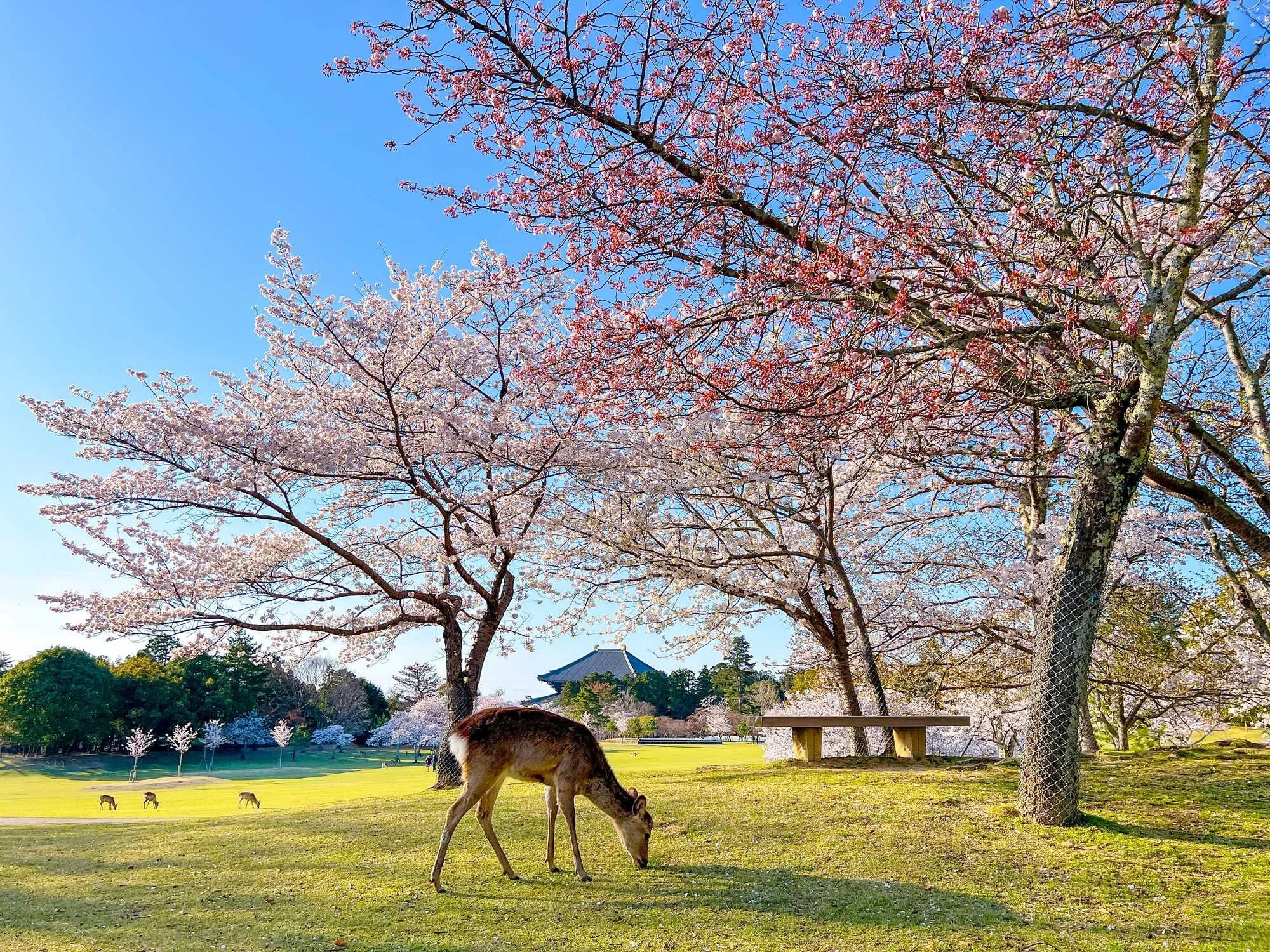 A sunset with orange and yellow sky visible through the silhouette of red and orange maple tree branches and leaves.
