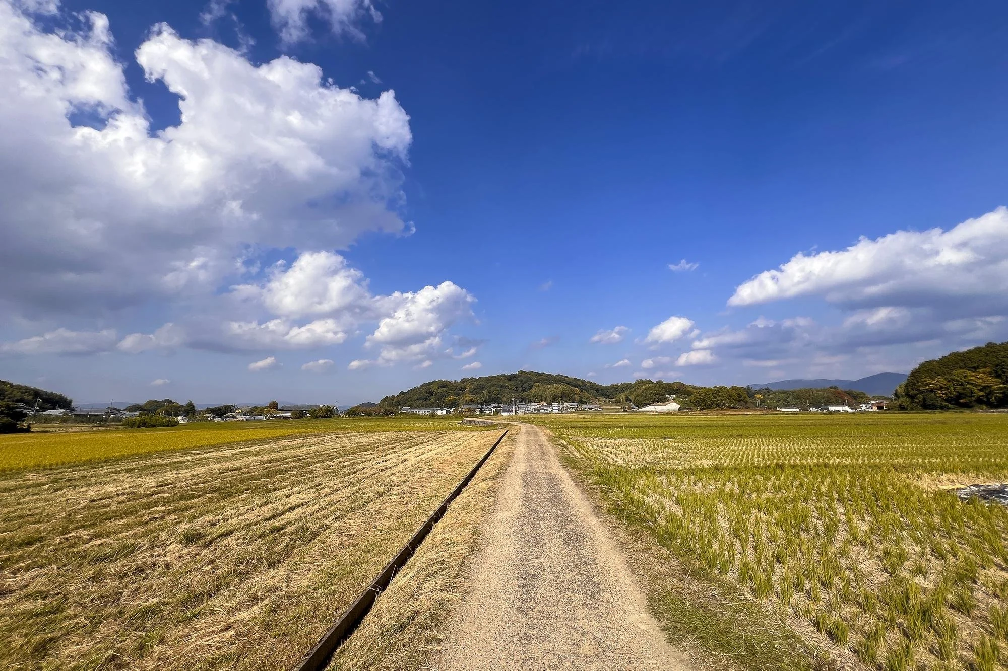 A dirt road runs through a vast green field with young crops, leading towards distant houses and trees under a bright blue sky with scattered white clouds.