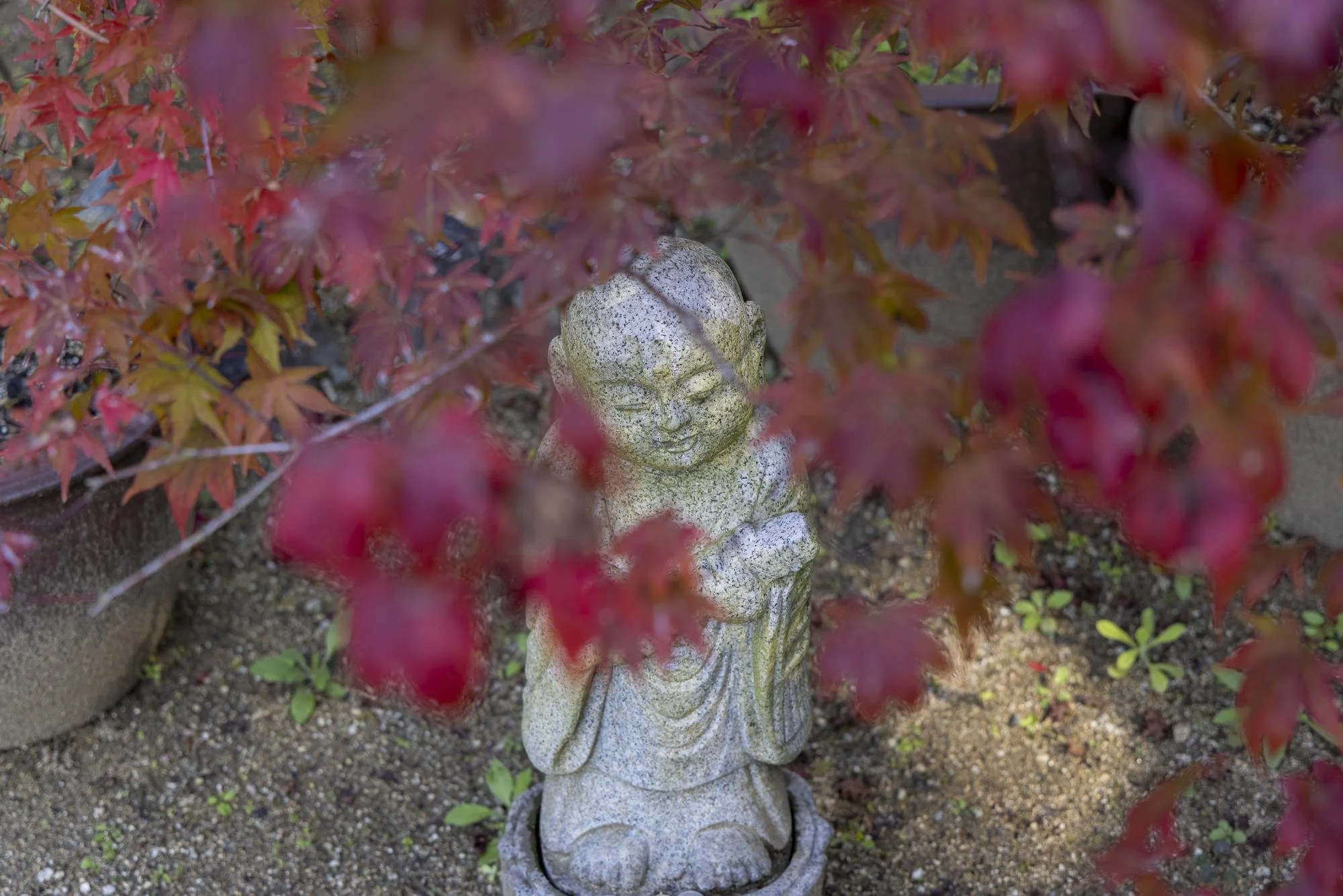 A stone statue of a young Buddhist monk with closed eyes, wearing traditional robes, surrounded by red maple leaves in a garden setting.