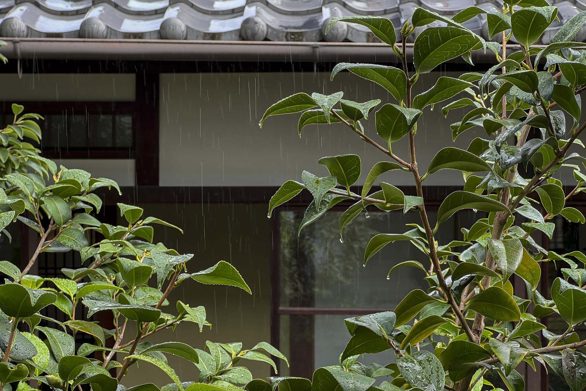 Green leafy plant with rain falling on it in front of a house window with traditional roof tiles.
