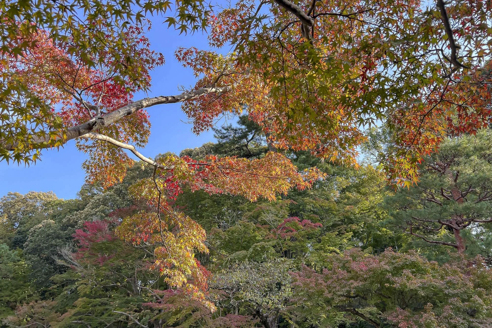 Colorful autumn leaves on trees against a bright blue sky.