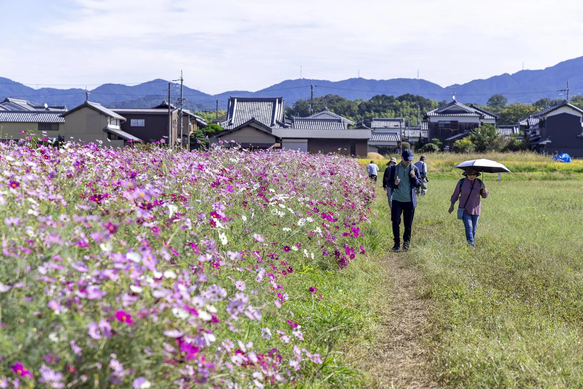 People walking on a dirt path beside a flower field with pink and white blossoms, with houses and mountains in the background on a sunny day.