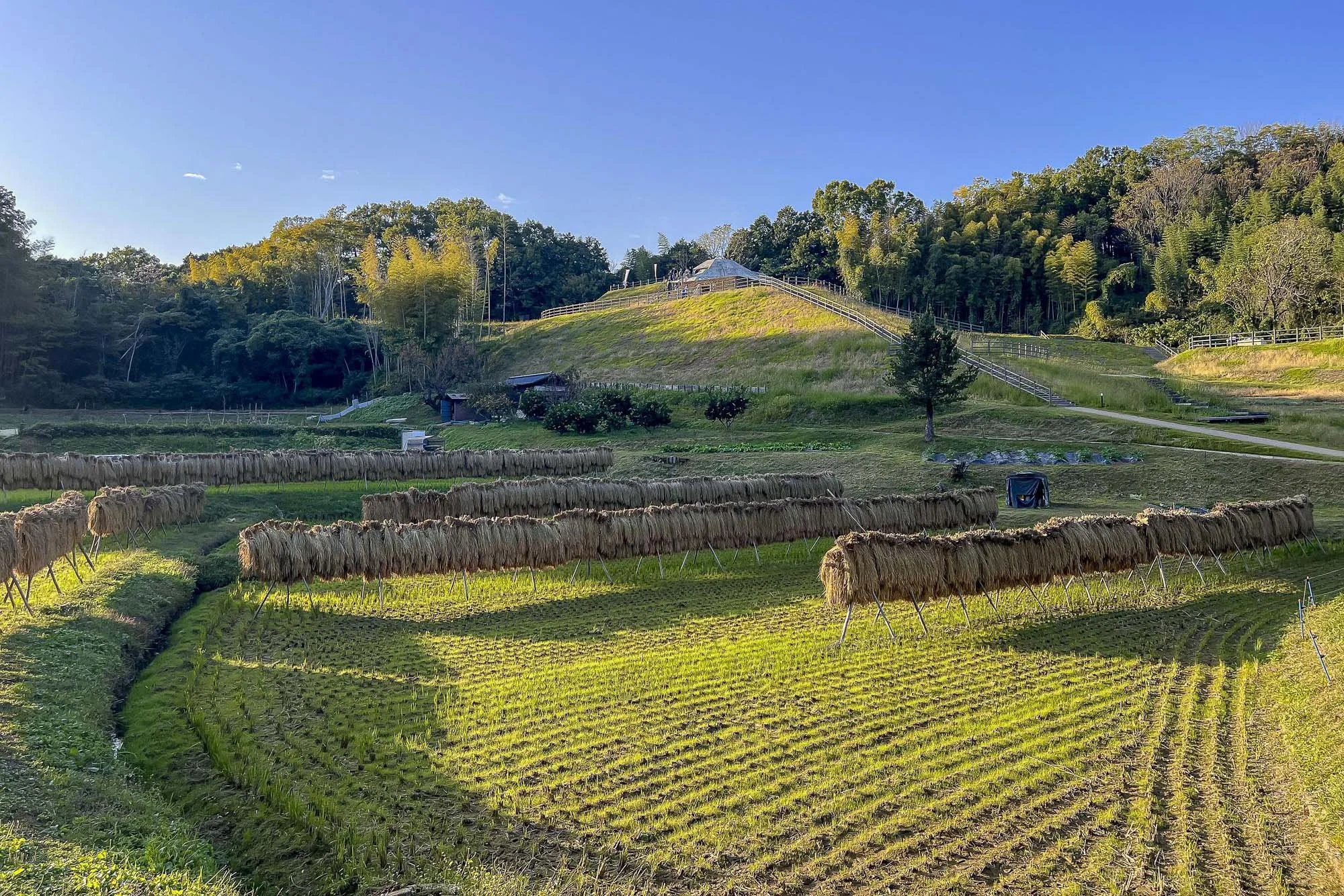 Scenic view of a farm with green fields, organized rows of straw bundles on stilts, and a hillside with trees and stairs leading to a small structure at the top, under a clear blue sky.