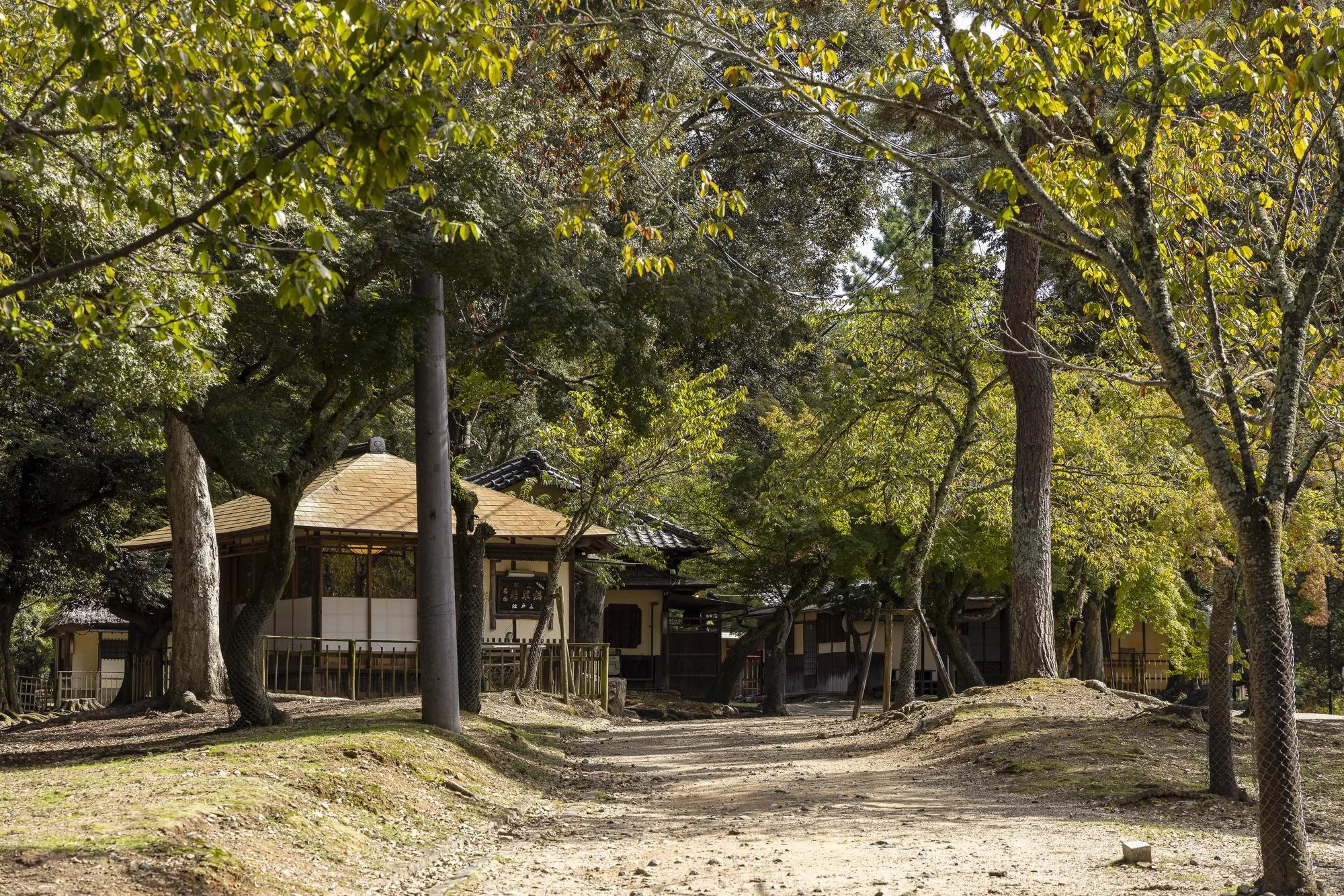 A dirt path lined with trees leading to traditional Japanese buildings with wooden and tile roofs, surrounded by lush greenery.