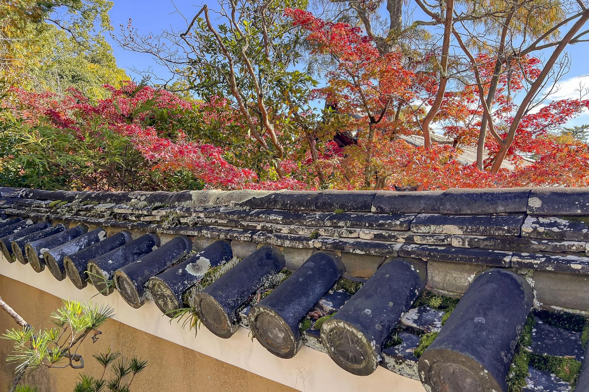 A traditional Japanese tiled roof with moss and lichens, and vibrant red and green foliage of trees against a clear blue sky.
