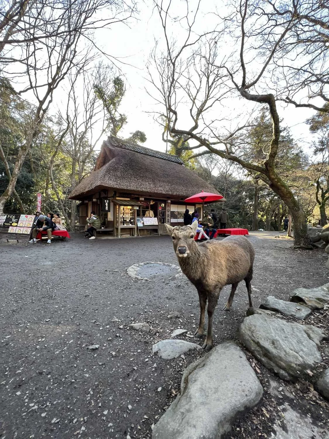 A deer standing on a gravel pathway in front of a traditional Japanese building with a thatched roof, surrounded by trees and several people sitting on benches or at tables.