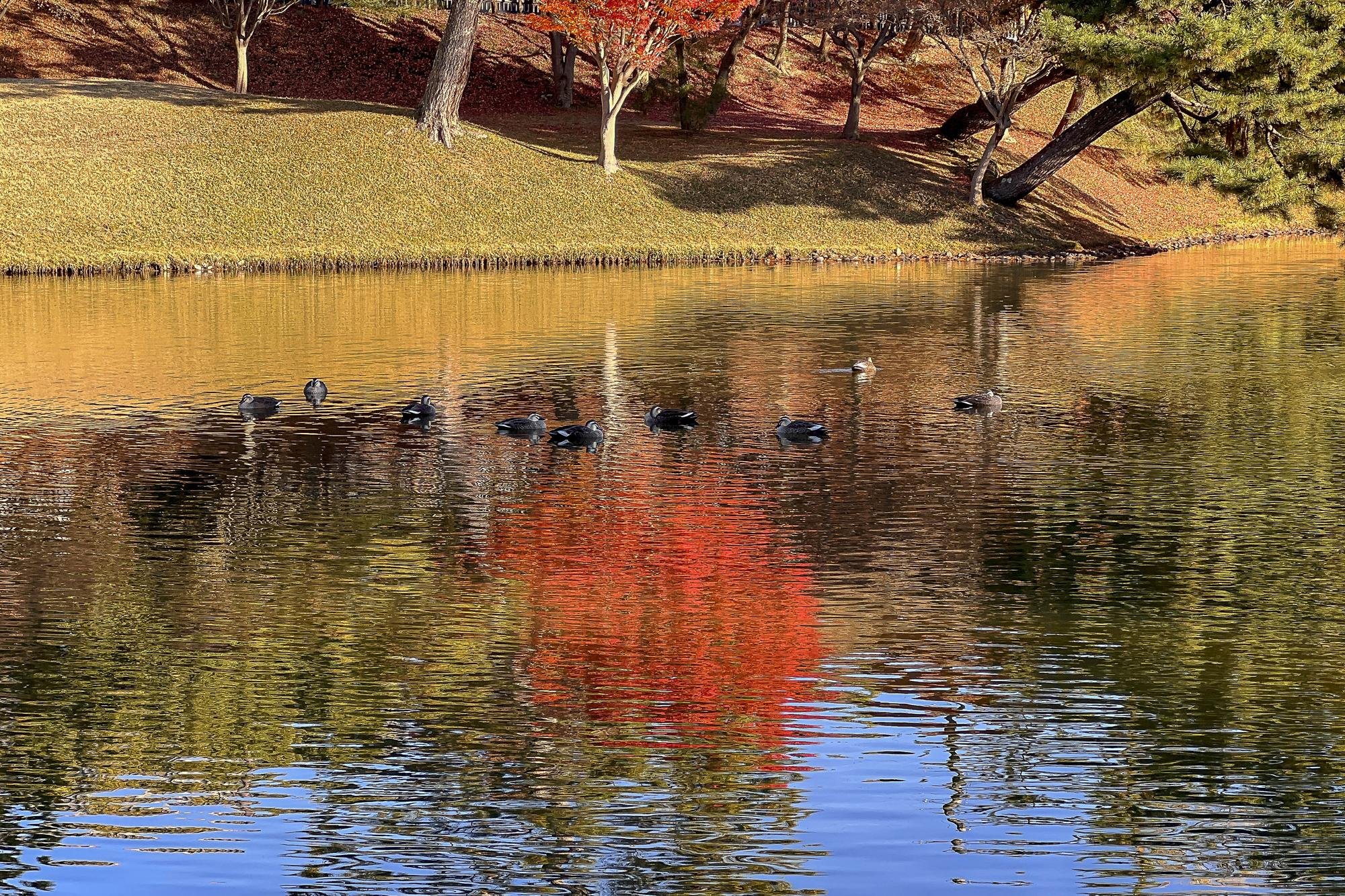 A peaceful pond with ducks swimming, surrounded by trees with autumn-colored leaves and a grassy bank.