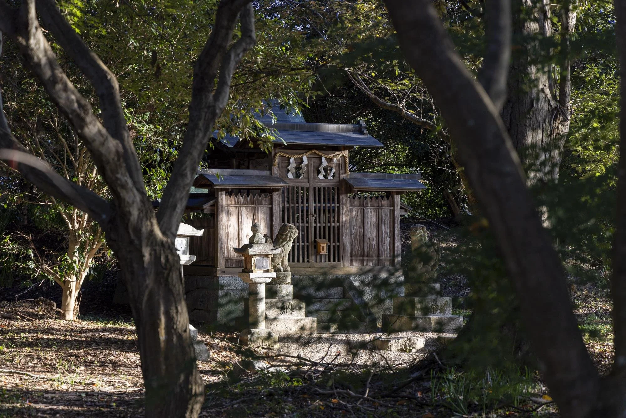 A small traditional Japanese wooden shrine surrounded by trees with green leaves, with stone lanterns in front of it.