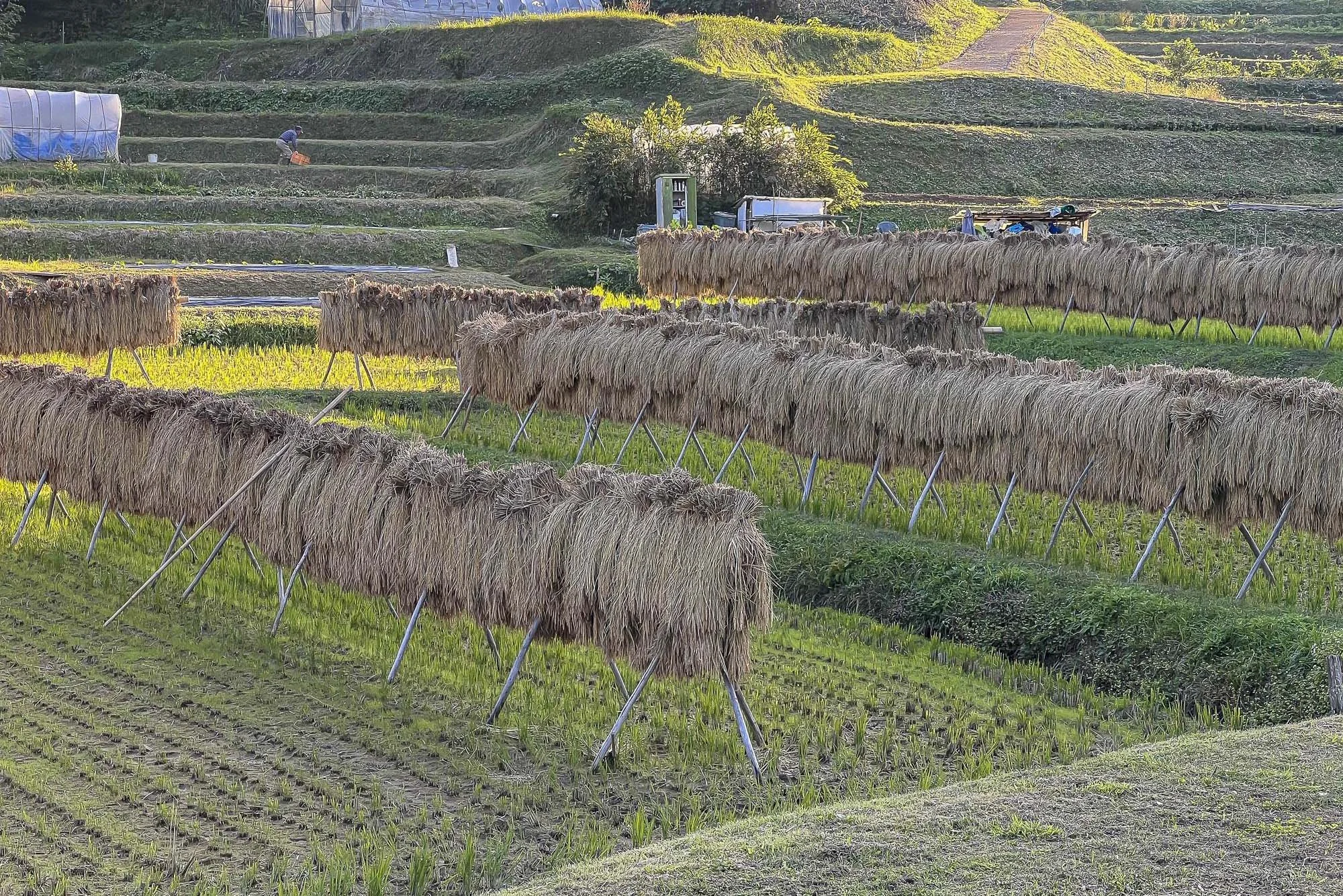 Rows of harvested rice plants drying on raised racks in a terraced field with a person working in the background.