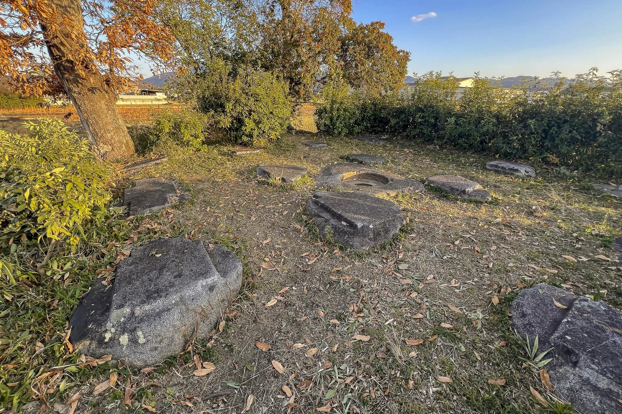 A natural outdoor setting with rocks, bushes, and trees during sunset or sunrise.