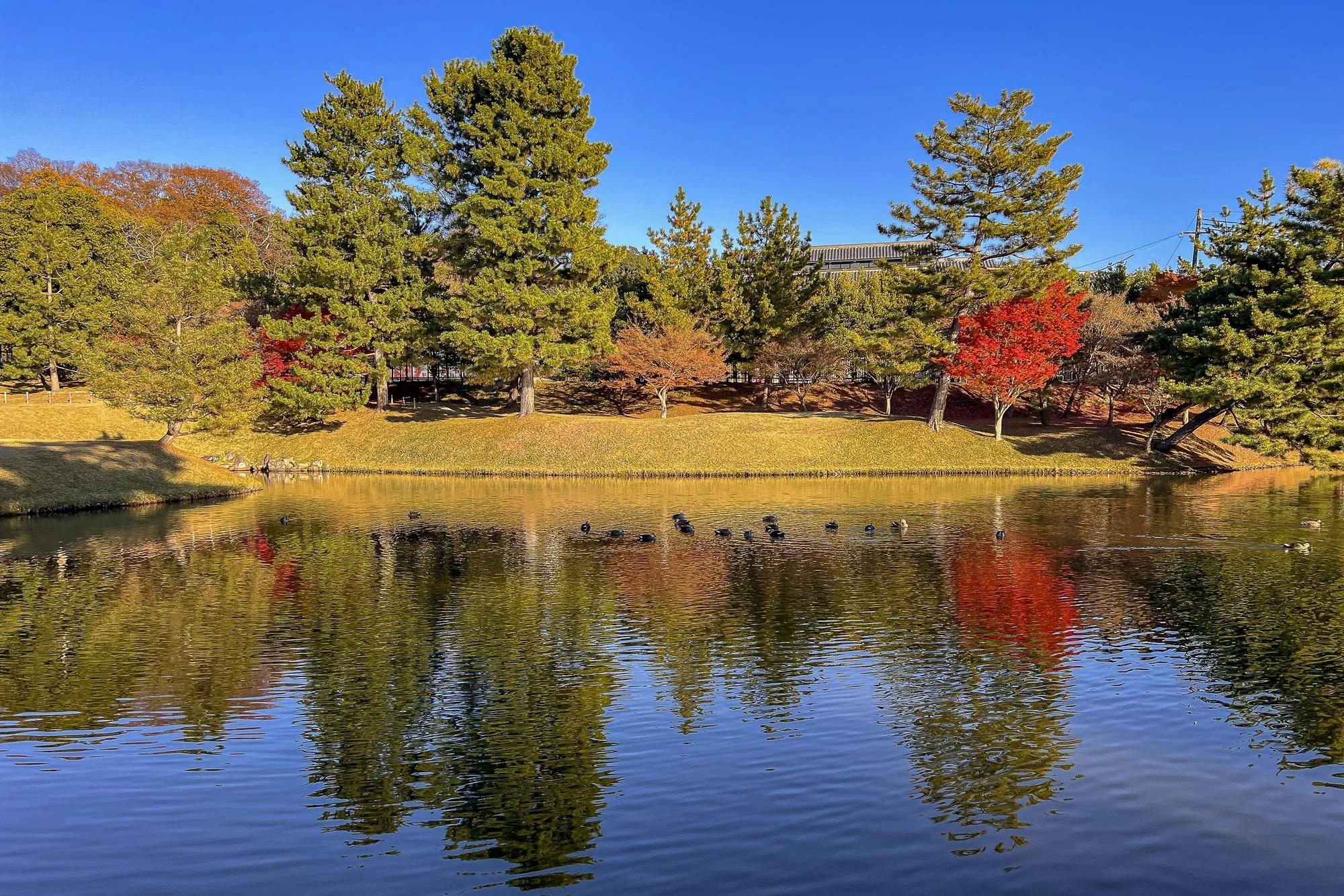 A peaceful lake with ducks swimming, surrounded by trees with green and red autumn leaves, under a clear blue sky.