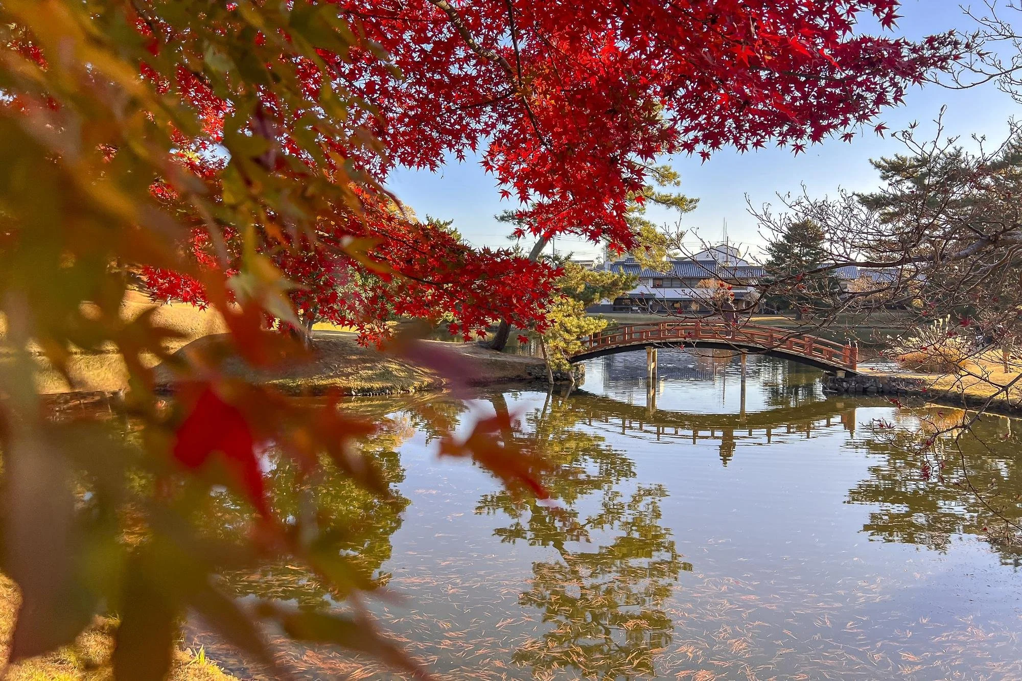 A serene Japanese garden with a small arched wooden bridge over a pond framed by vibrant red and green autumn leaves, with traditional buildings visible in the background.