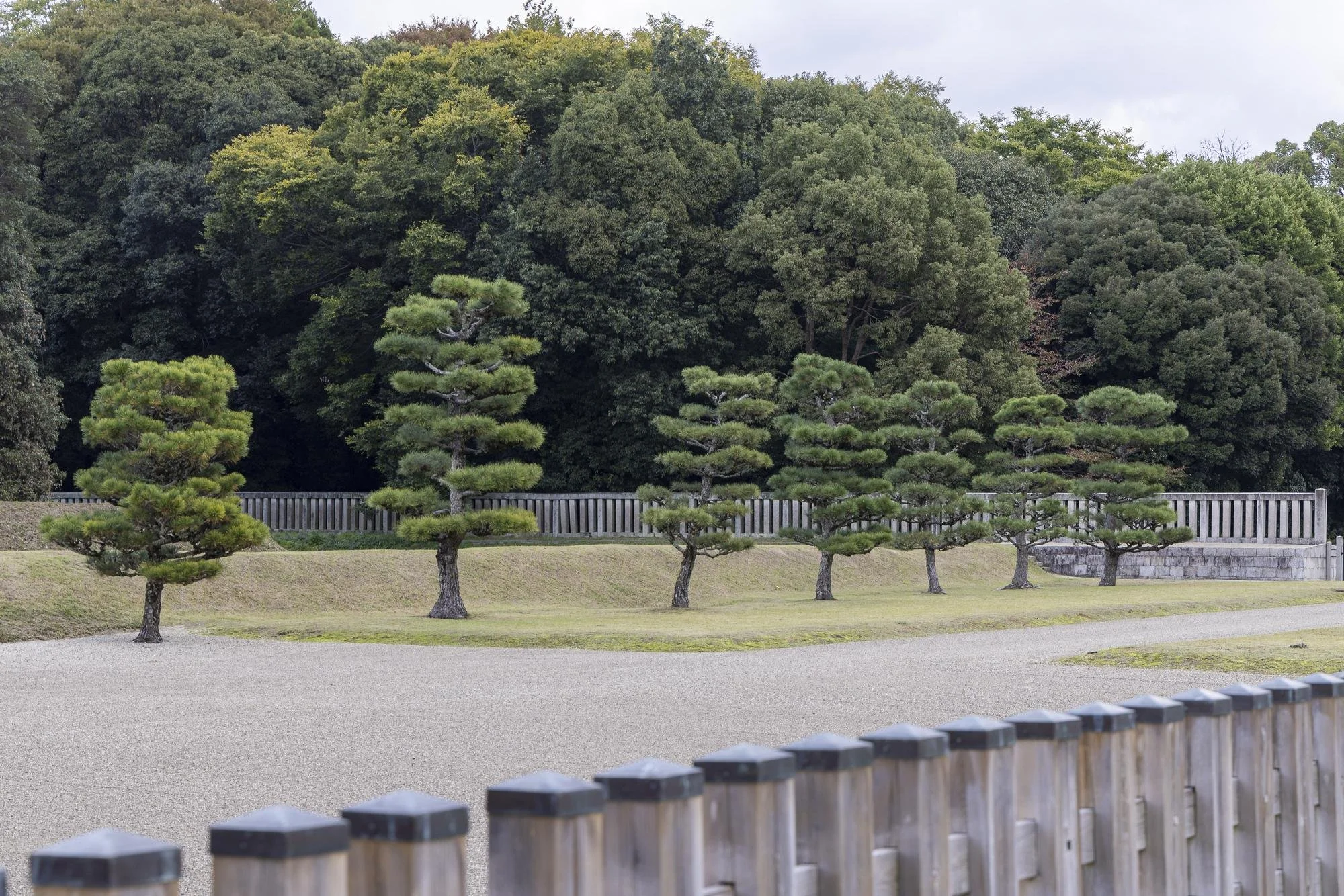 Line of carefully trimmed Japanese pine trees in a park with a gravel pathway and a wooden fence, background with lush green trees.