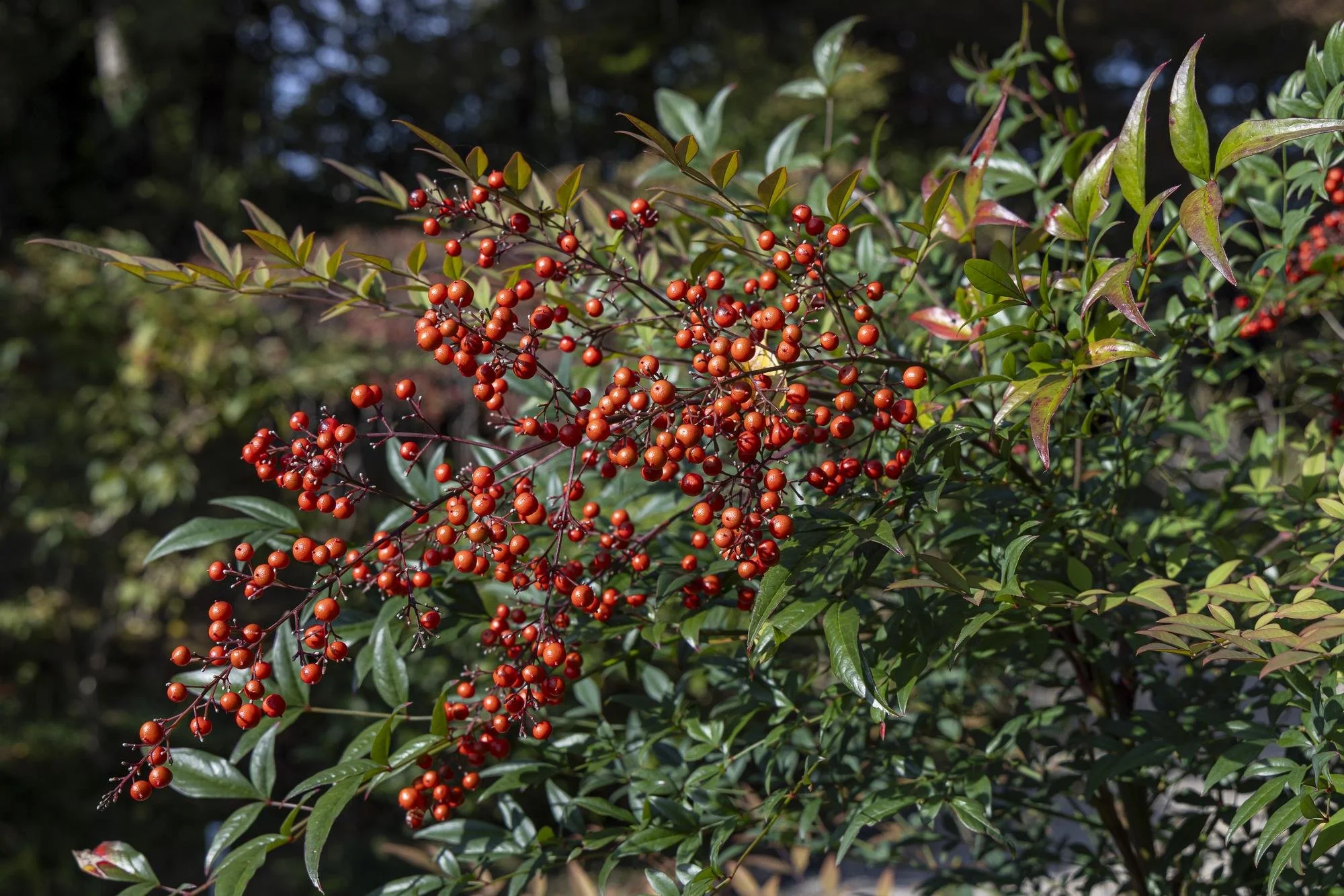 Cluster of red berries on leafy green and reddish stems in sunlight