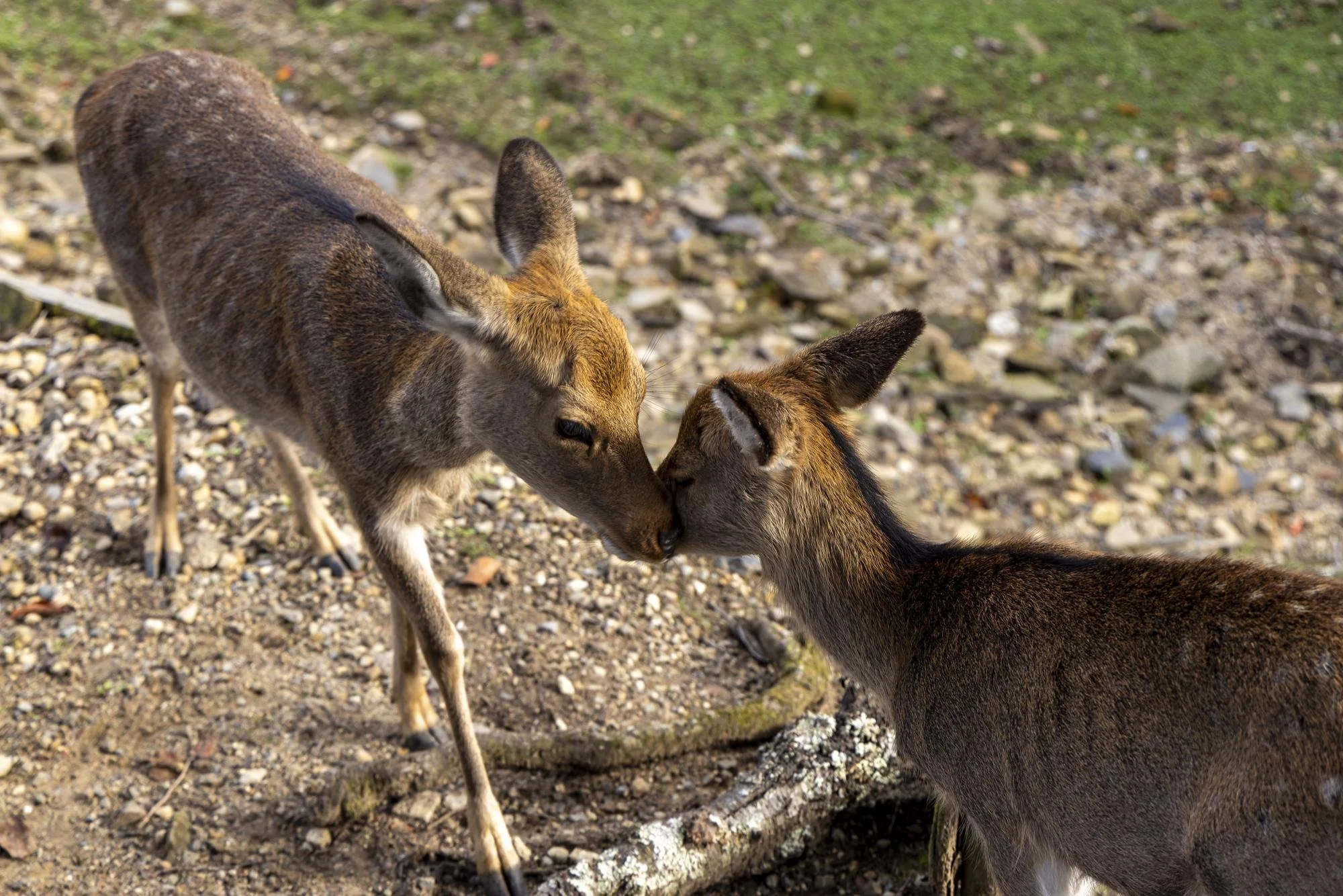 Two young deer touching noses on a rocky ground with green grass in the background.