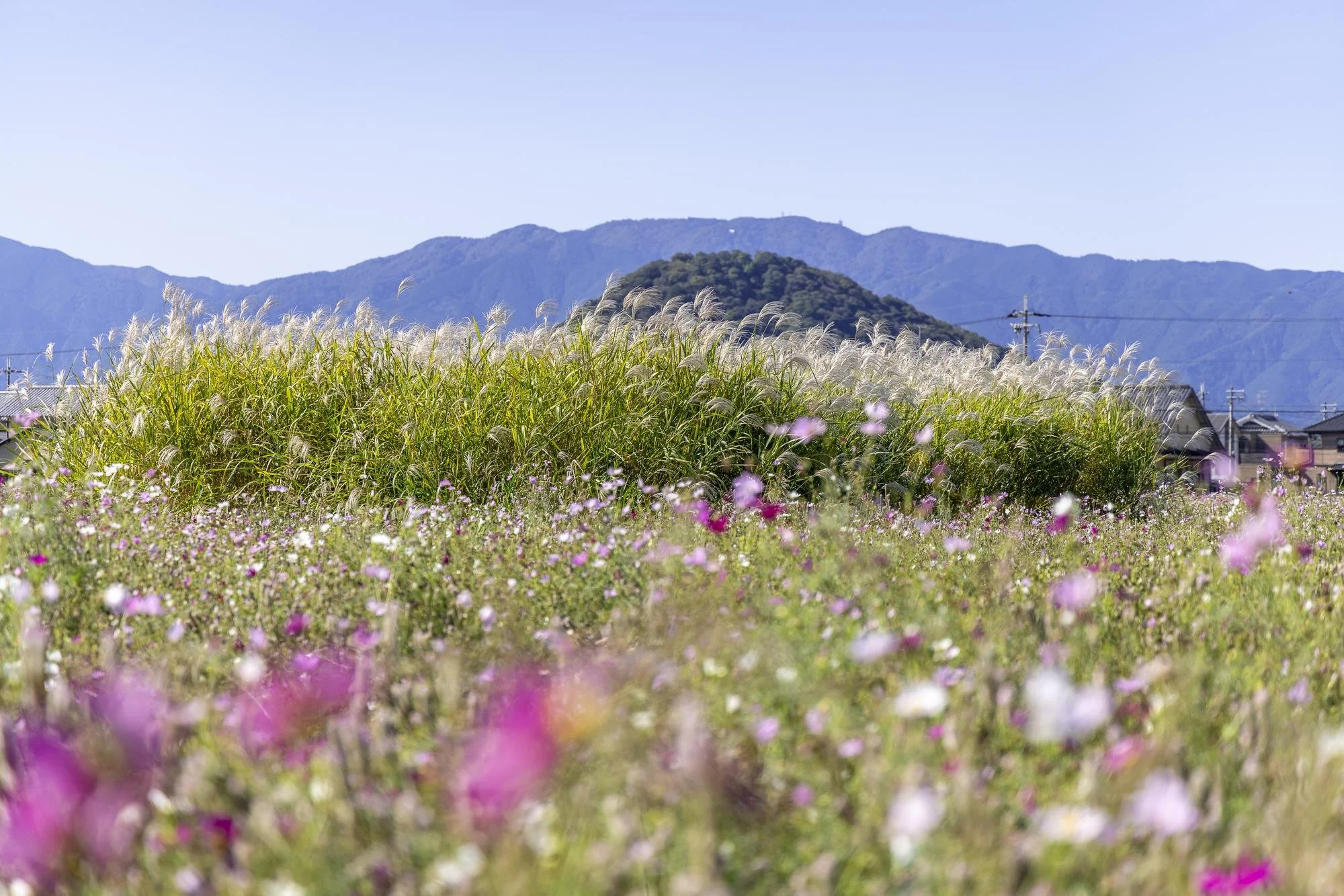 Pink cosmos flowers and tall silver grass with the mountains of Yamato in the background.