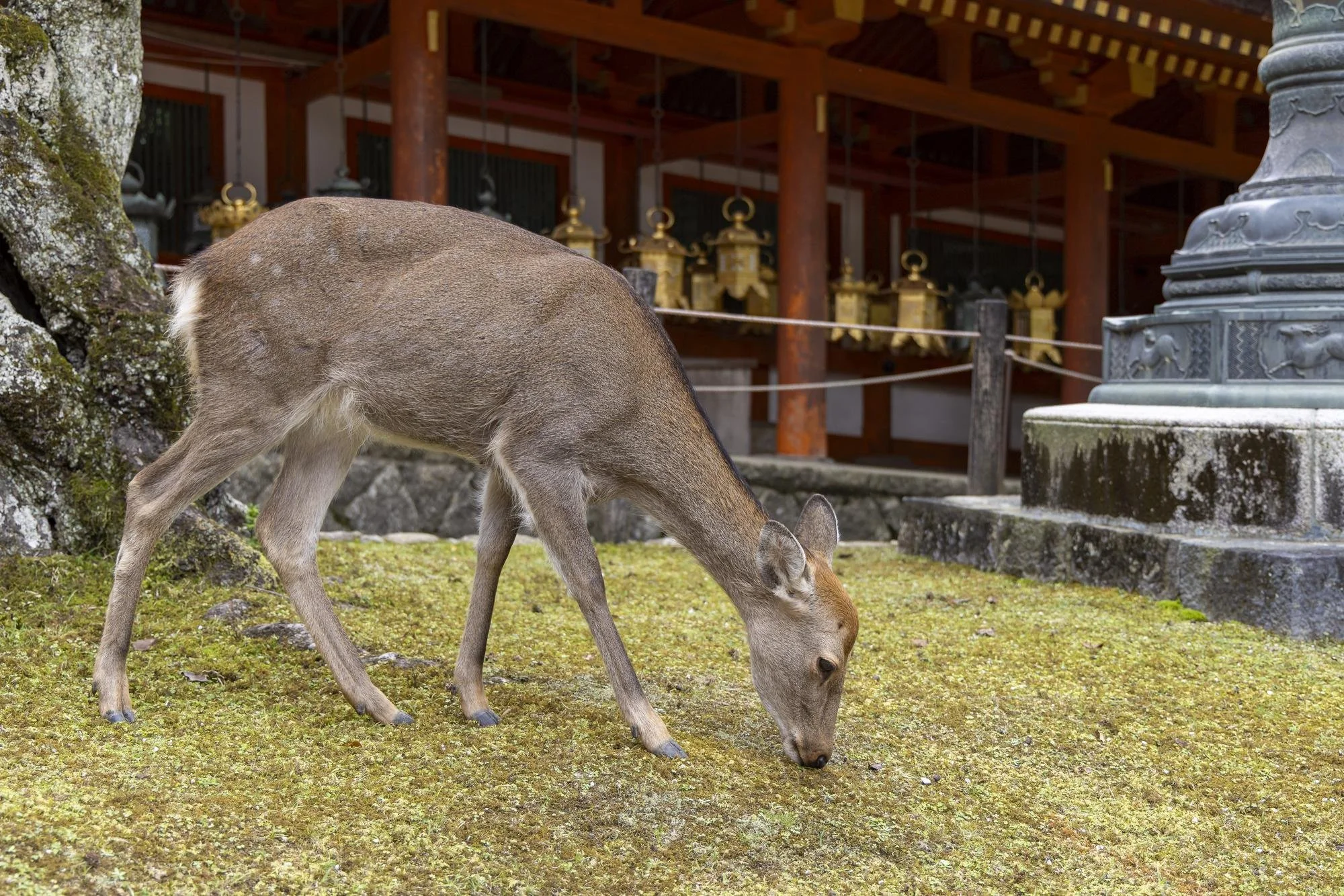 A deer grazing on mossy ground in front of a traditional Japanese temple with hanging lanterns.