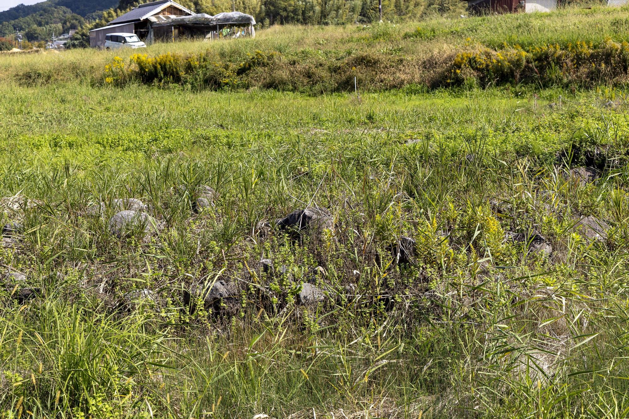 A grassy field with rocks and various plants, including yellow flowers, in a rural area with houses and a van in the background.