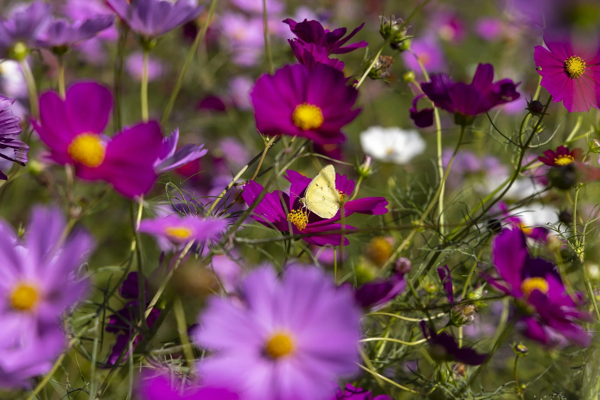 Pale yellow butterfly resting on a magenta cosmos flower surrounded by colorful blossoms.