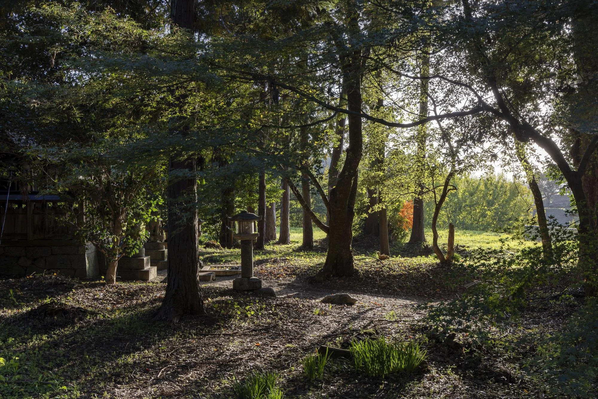 A tranquil backyard garden scene with trees, green foliage, a stone lantern, and sunlight filtering through the branches.