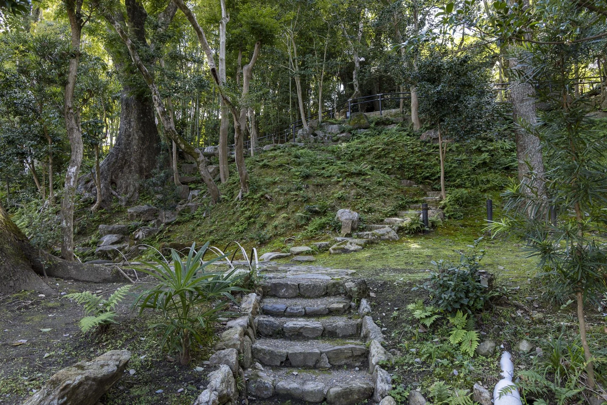 Stone steps leading uphill through a lush green forested area with trees, bushes, and moss-covered ground.