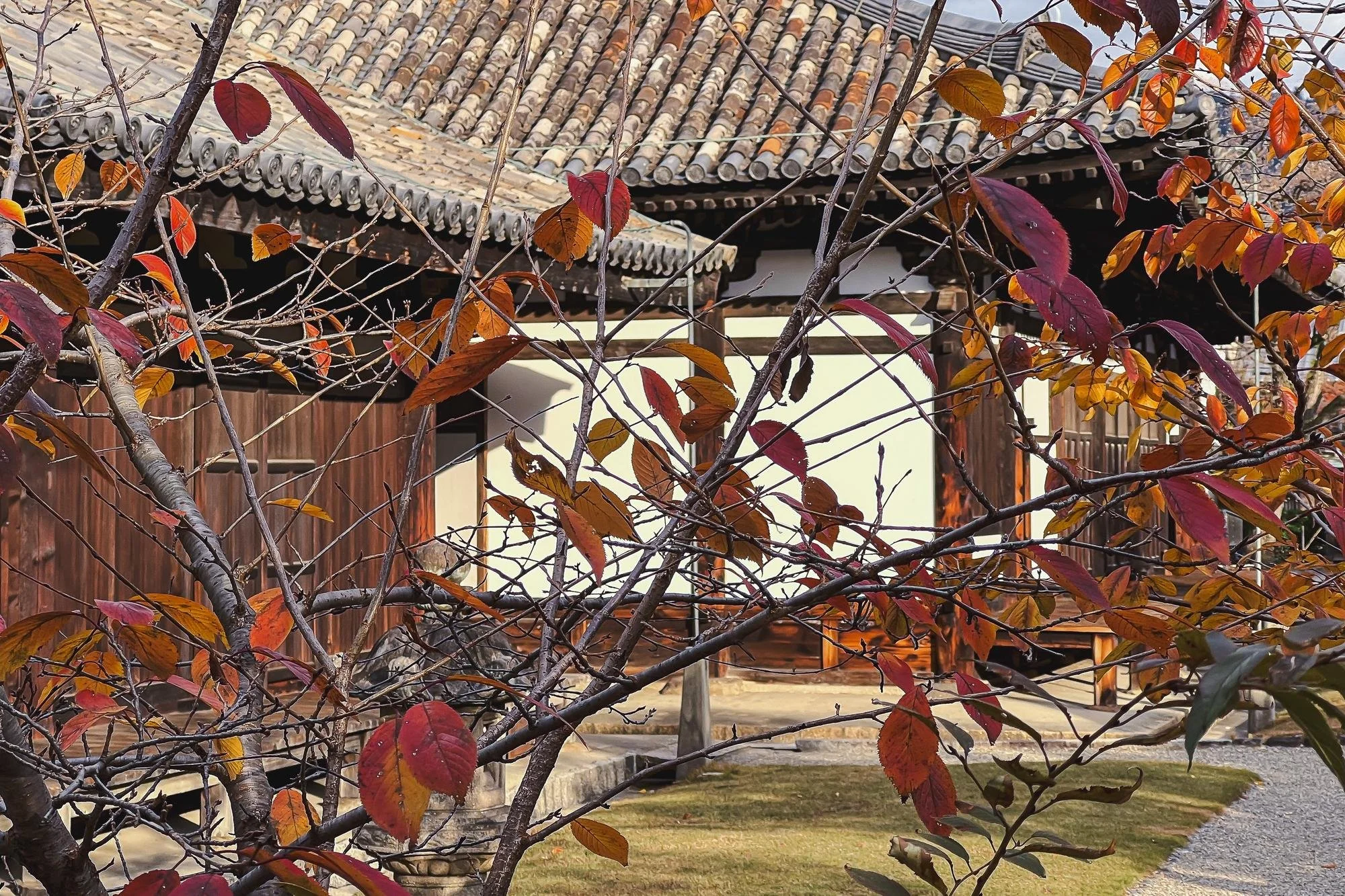 A traditional Japanese wooden building with a tiled roof is partially obscured by a tree with red and orange autumn leaves, in a garden setting.