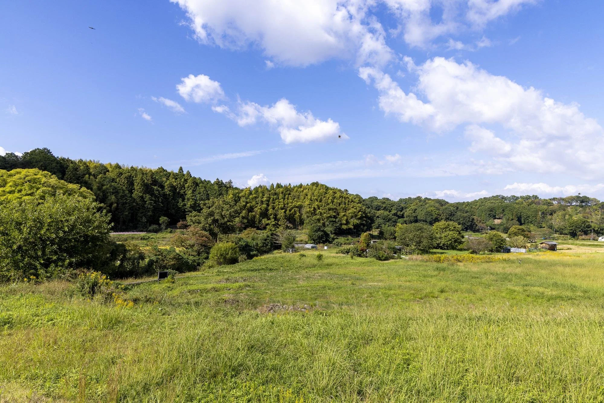 Asuka Pond Garden Site: Open grassy field with trees and small buildings in distance, rolling hills covered in forest, blue sky with white clouds, and a bird flying in the sky.