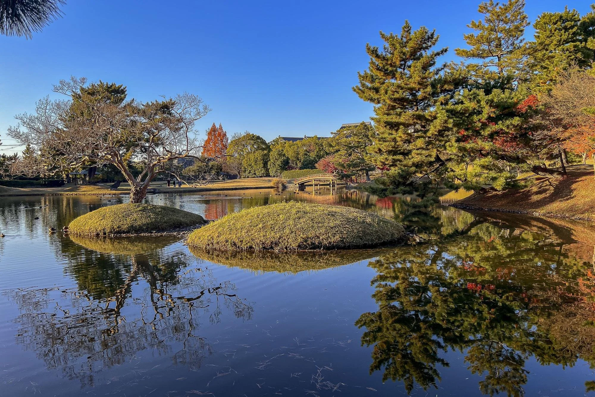 A calm pond reflecting trees, bushes, and a small bridge in a peaceful park on a clear day.
