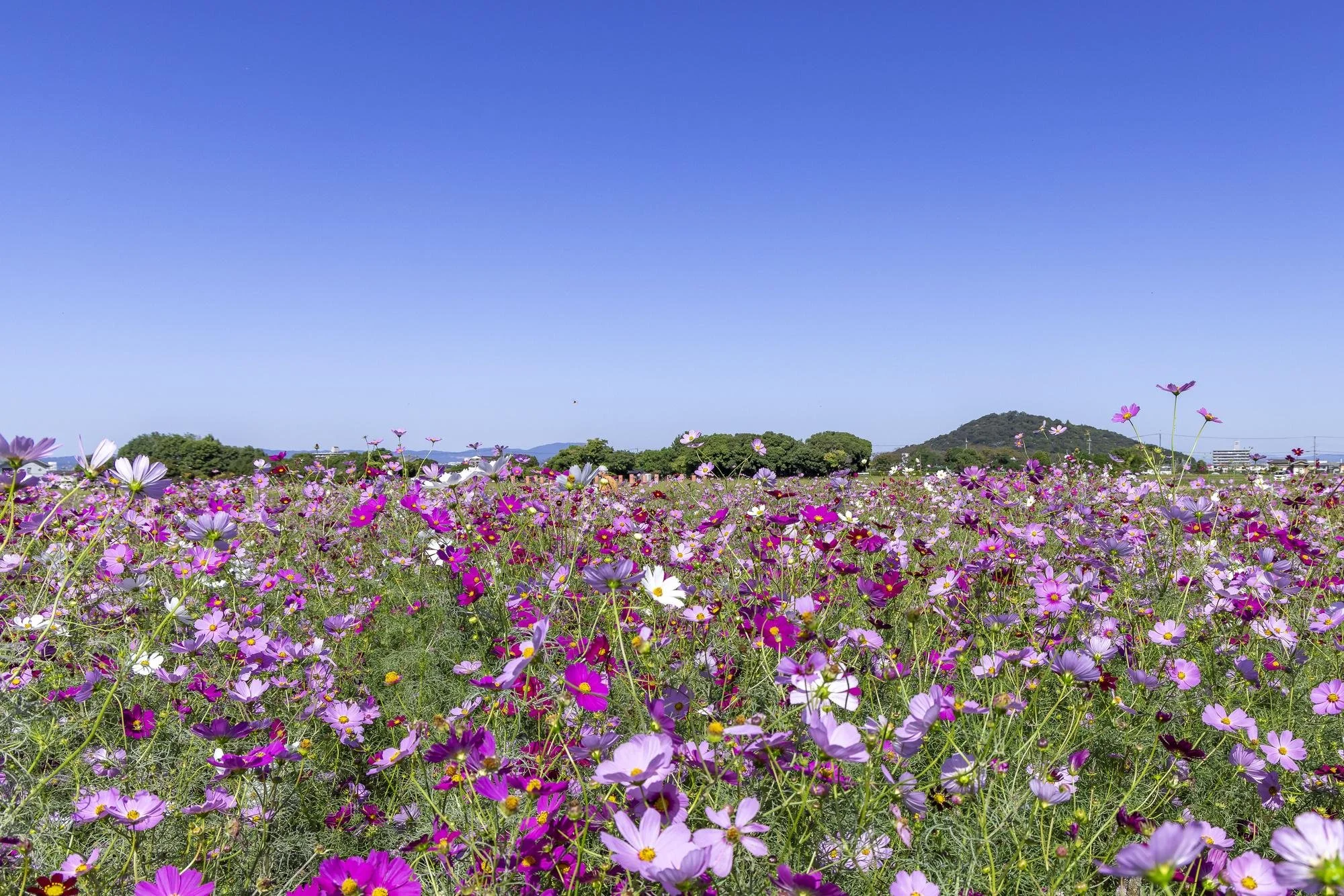 Pink, purple, and white cosmos flowers fill a large field beneath a blue sky in Kashihara, Nara.