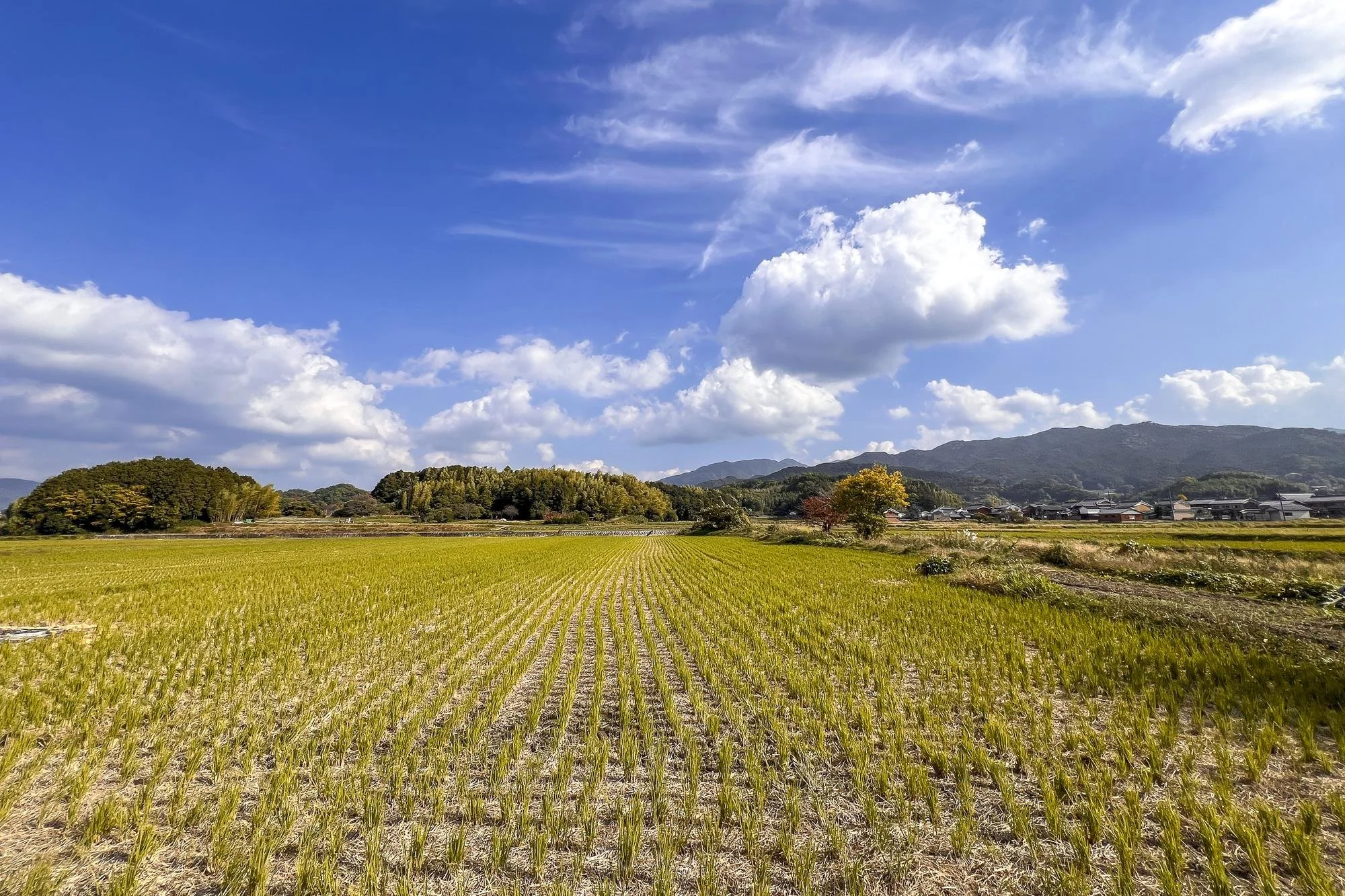 Open field with young green crops, trees, and distant houses against a backdrop of mountains under a blue sky with white clouds.