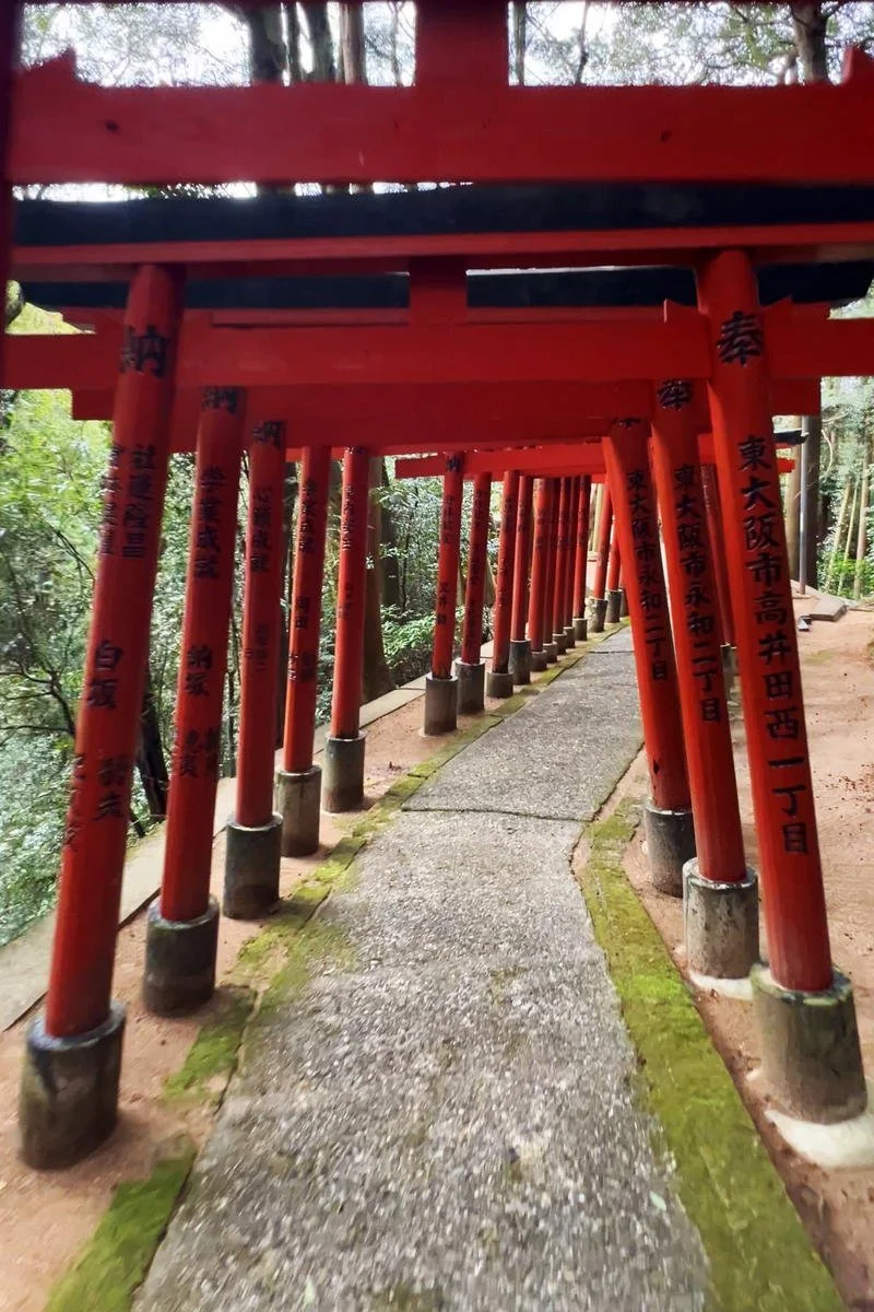 A pathway through multiple red torii gates with black inscriptions in a forest setting.