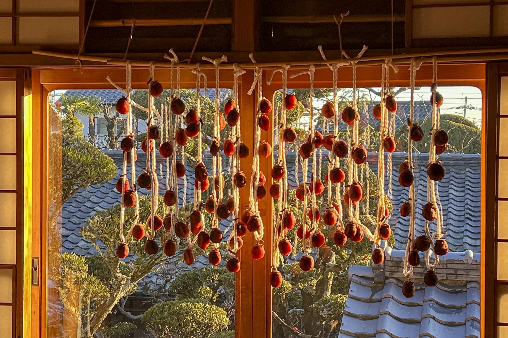 Strings of persimmons hanging to dry hang in front of a window, sunlight illuminating the scene, with a view of trees and rooftops outside.