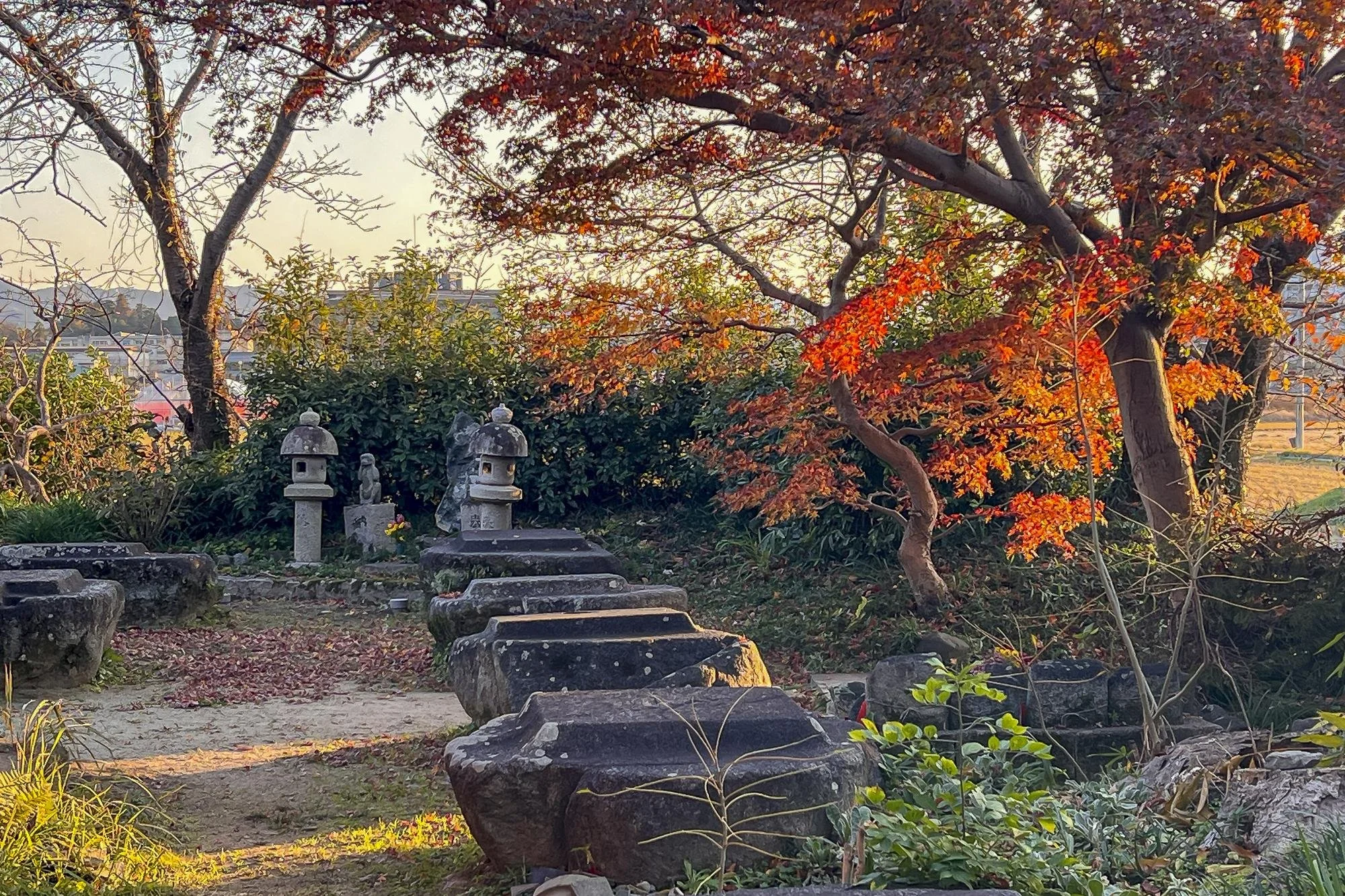 A serene Japanese garden during autumn with a red-orange Japanese maple tree, traditional stone lanterns, and shrubs, illuminated by warm sunlight.