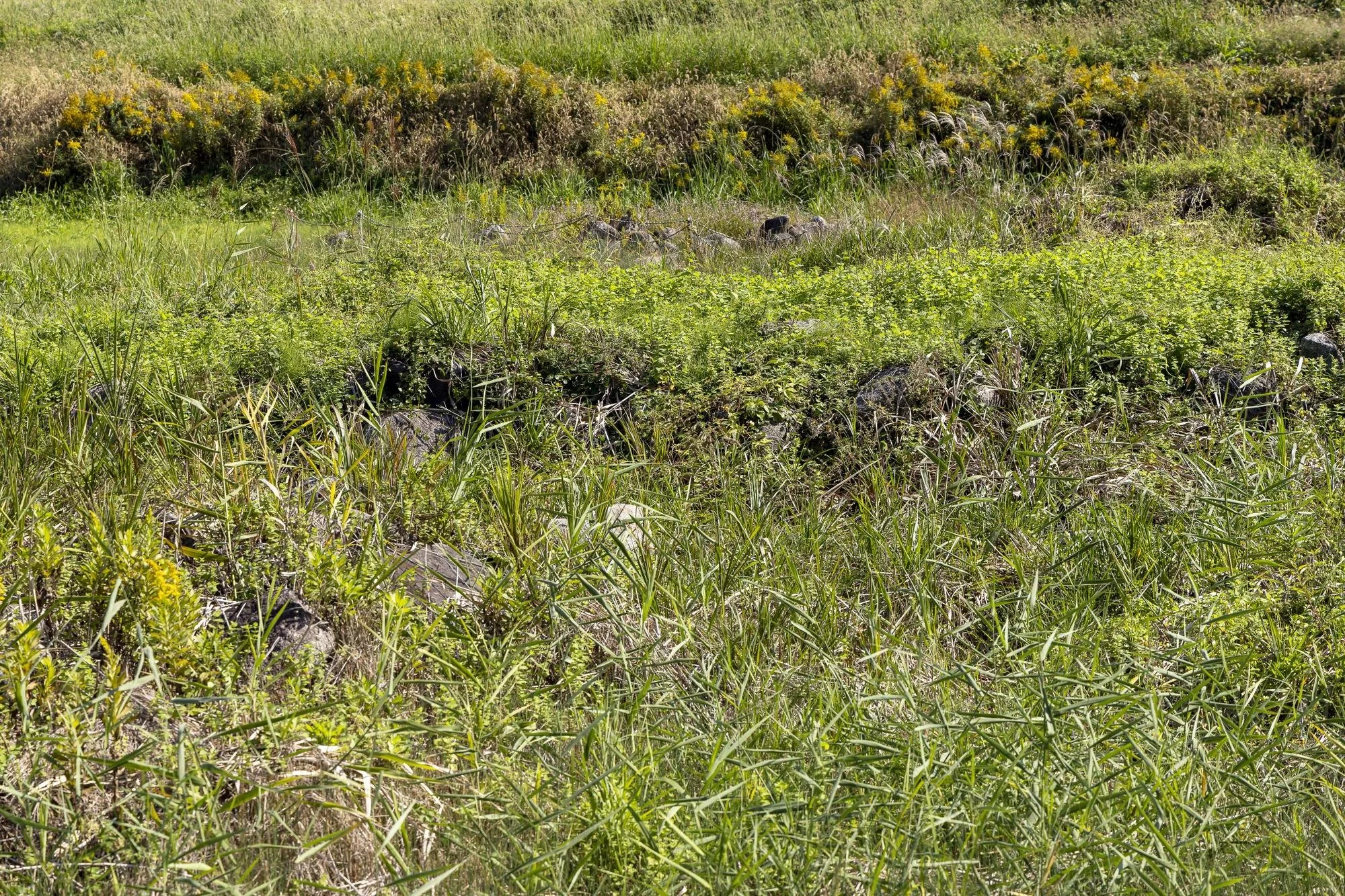 A grassy field with various green plants, bushes, and rocks; background with more bushes and grass under a clear sky.