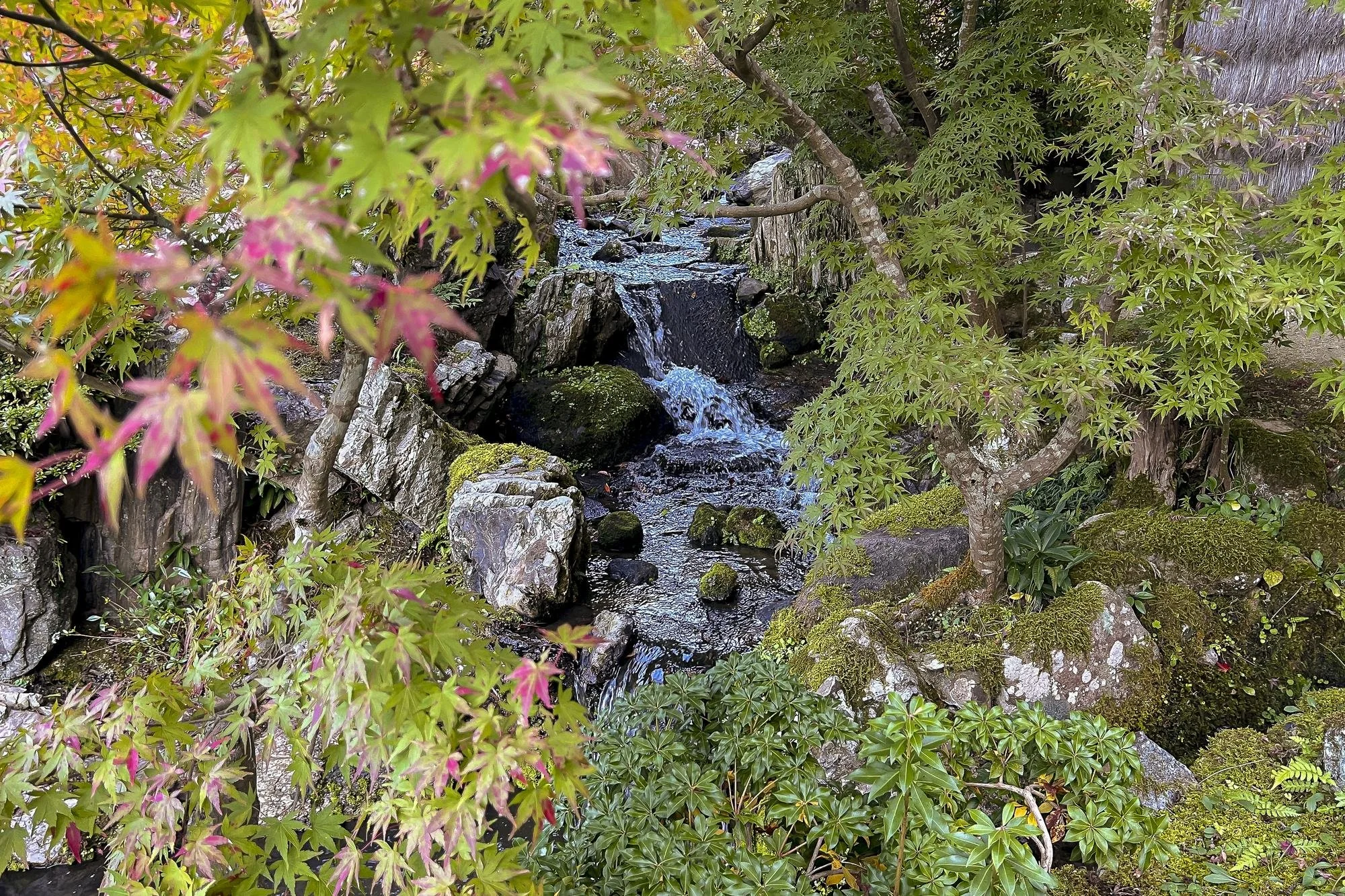 A small stream flows through a lush garden with green moss-covered rocks and various green and red leafy trees surrounding it.