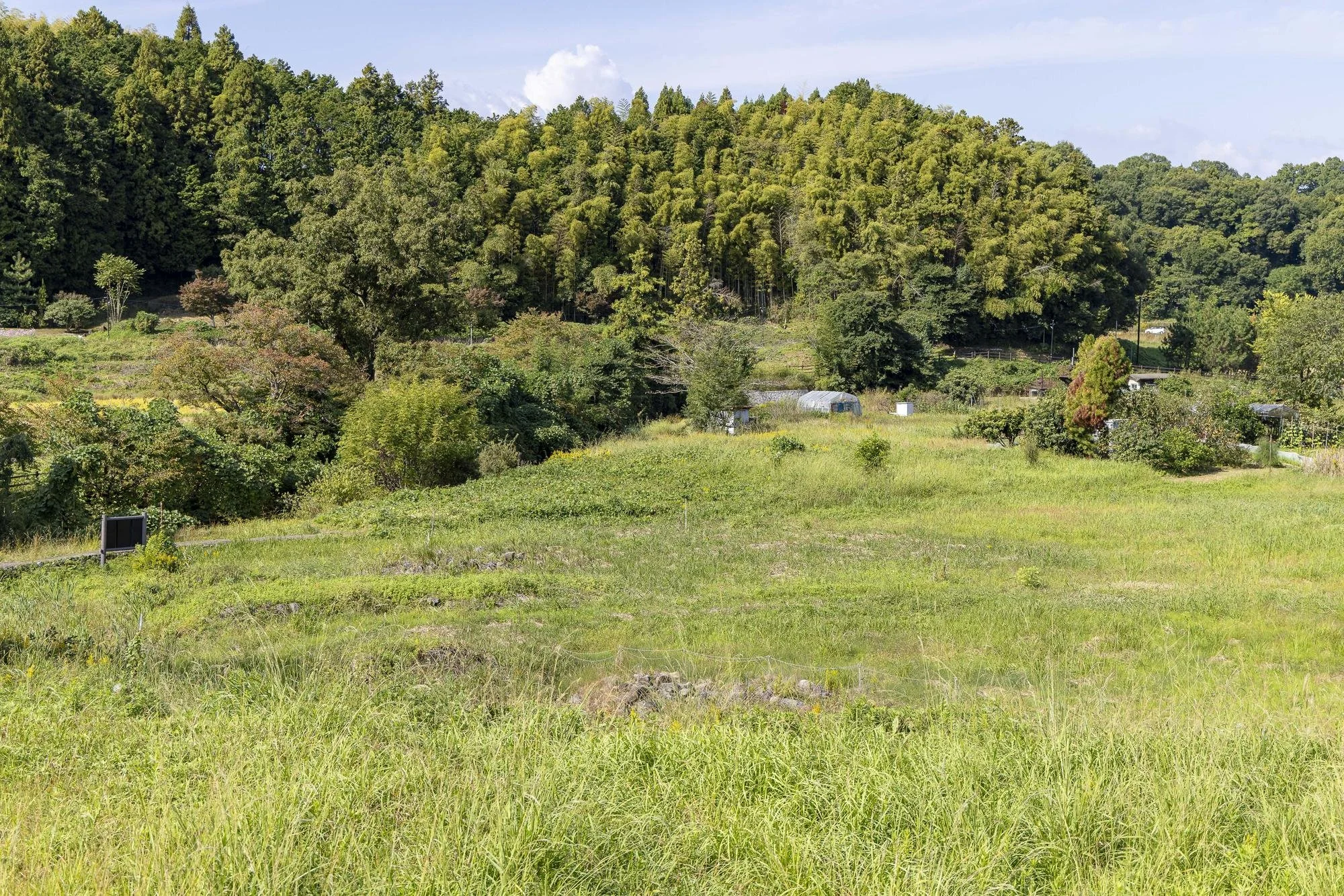 A lush green field with tall grass and trees, with a large forested hill in the background under a partly cloudy sky.