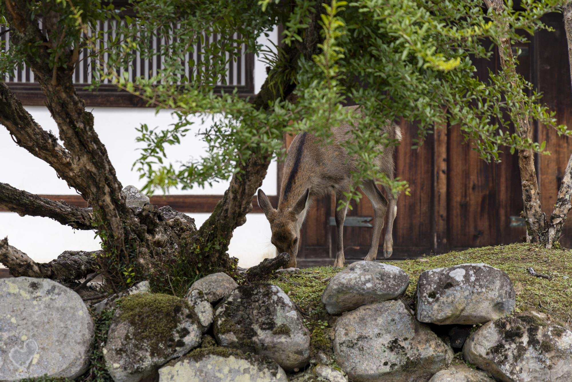 A deer grazing on grass among rocks and trees in front of a wooden structure.