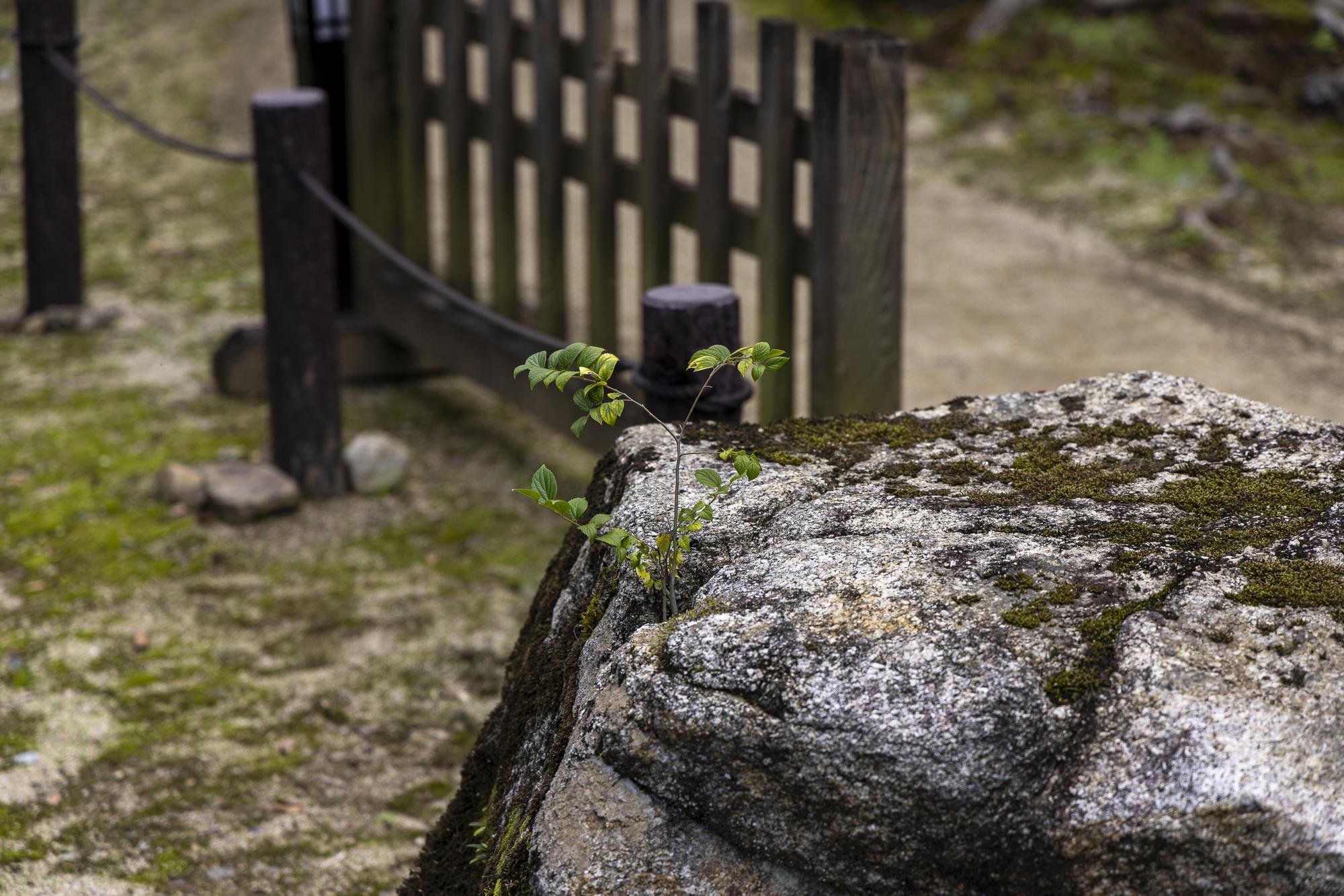 A small green plant growing on a mossy rock in front of a wooden fence and dirt path.