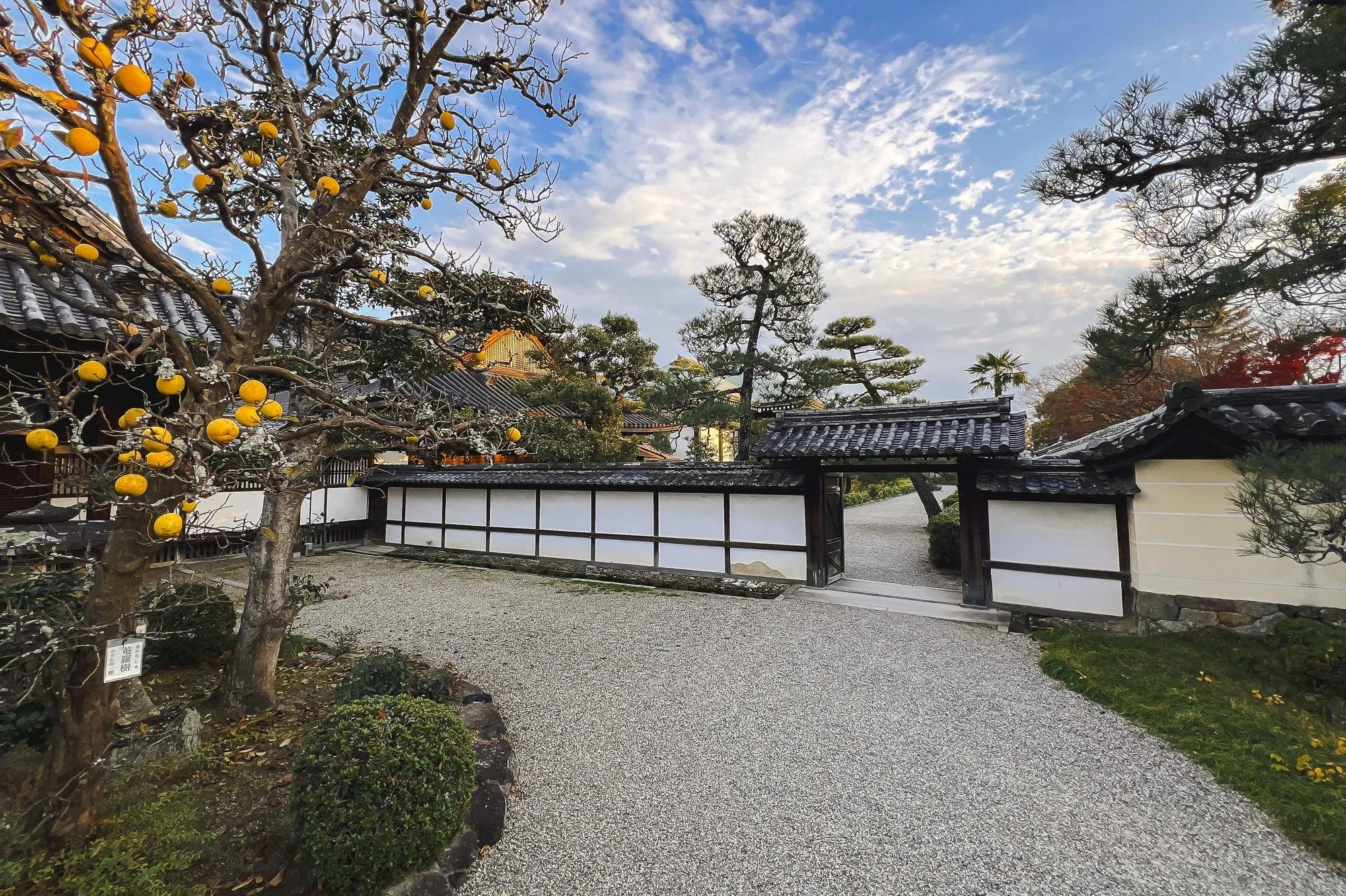 A traditional Japanese garden with a gravel pathway, a white fence gate, decorative trees, and a tree with yellow fruit or ornaments, under a partly cloudy sky.