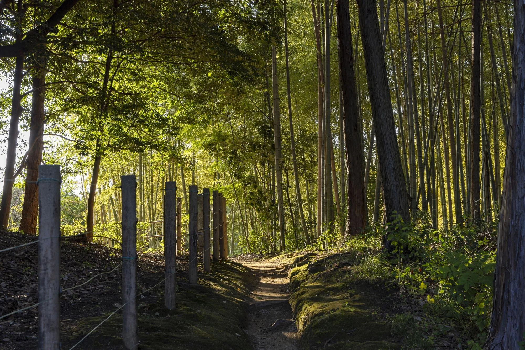 A dirt trail meanders through a dense forest of tall trees with sunlight filtering through the leaves. A wooden post and wire fence runs along one side of the trail.