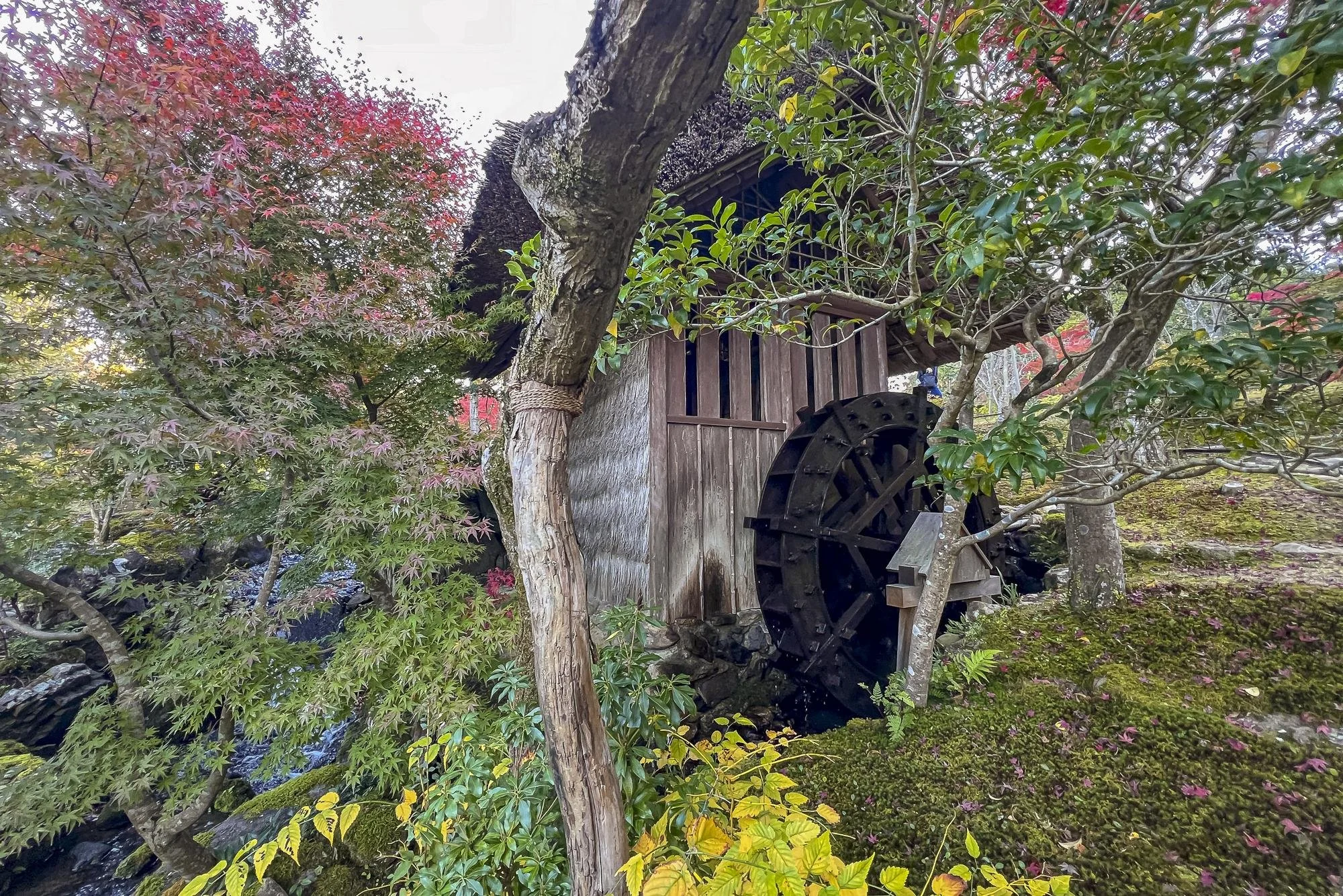 A traditional watermill with a wooden wheel surrounded by lush trees and green moss in a garden setting.