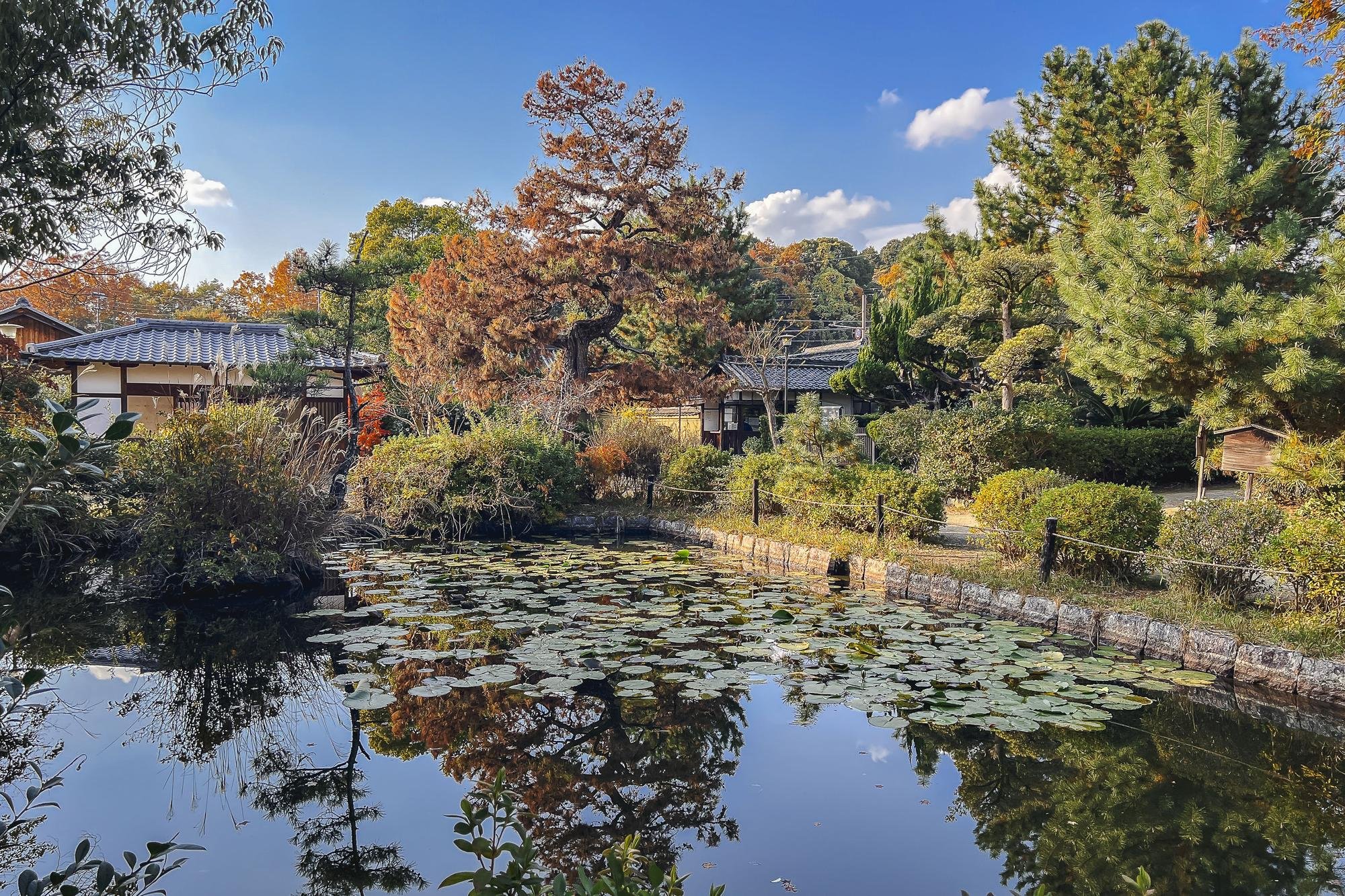 A tranquil Japanese garden with a pond filled with lily pads, surrounded by trees and traditional buildings, during autumn with colorful foliage.