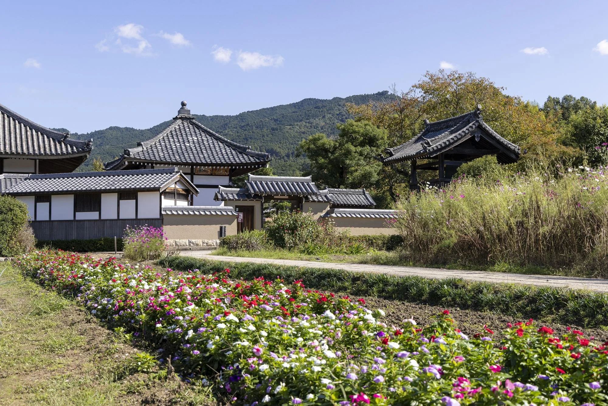 Asuka-dera Temple surrounded by flowers and rural scenery in Asuka, Nara