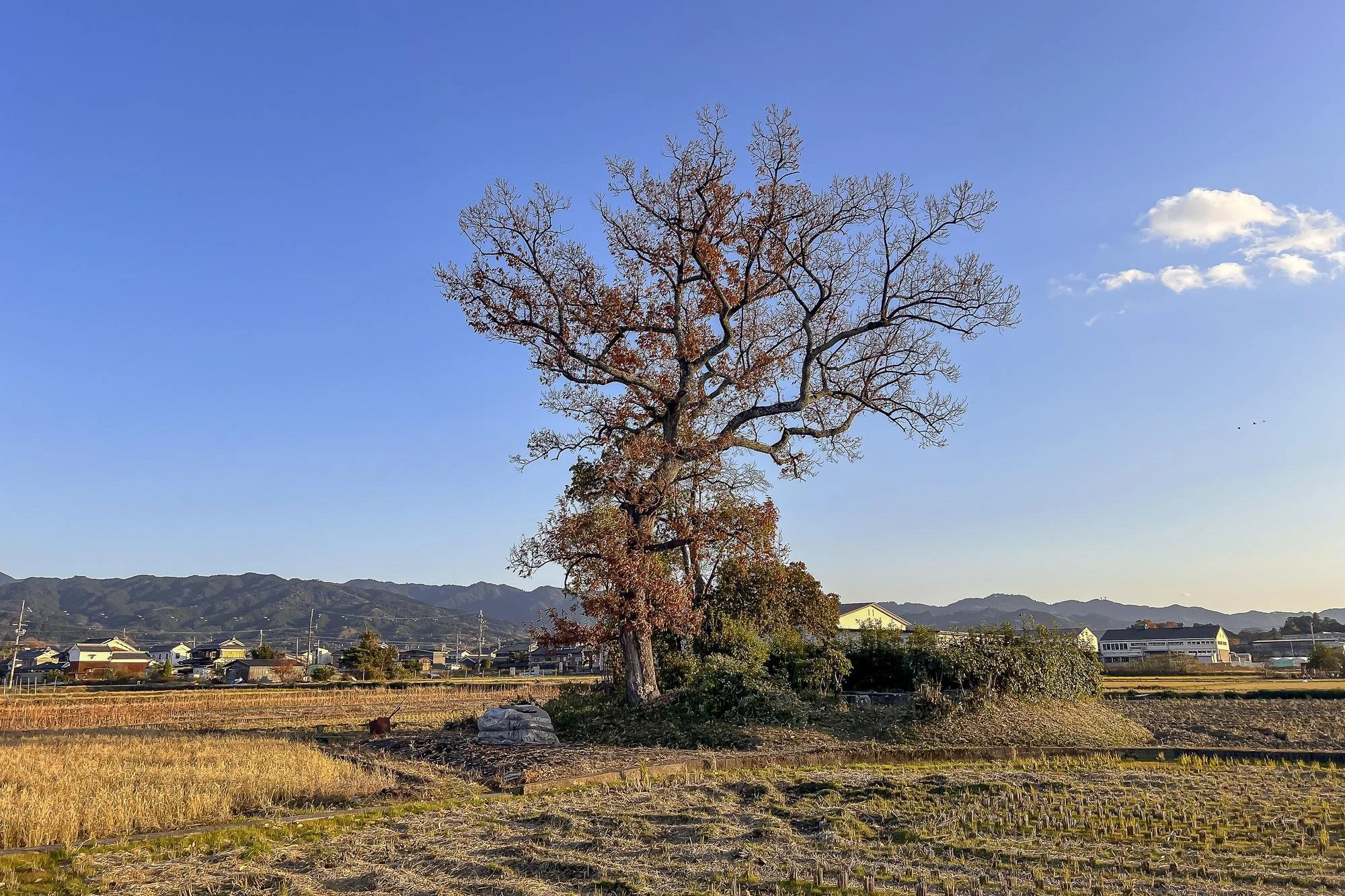 A tall, leafless tree stands in a field with farm buildings and mountains in the background on a clear, sunny day.