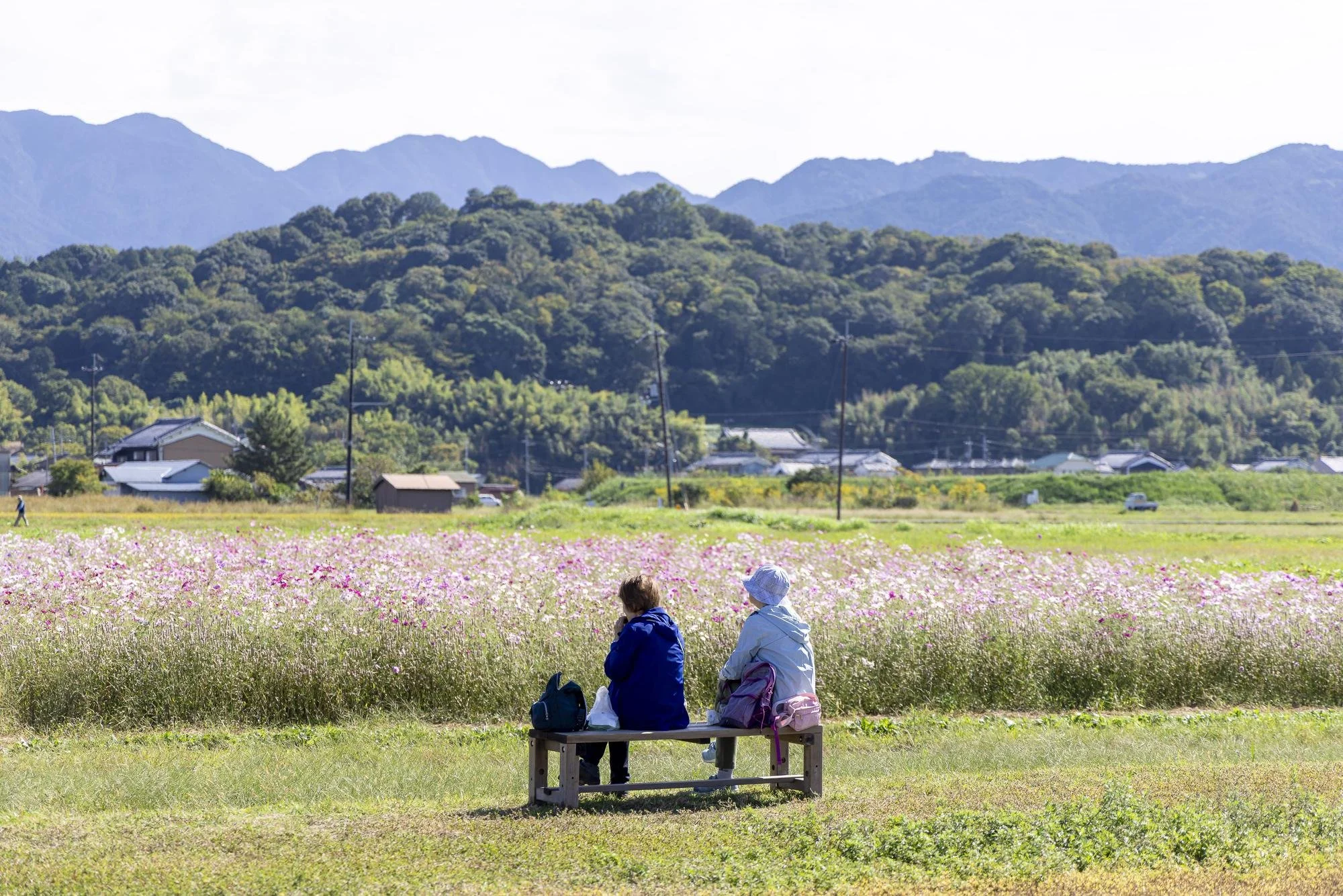 Two people sitting on a bench in a field of pink flowers, with mountains and trees in the background.