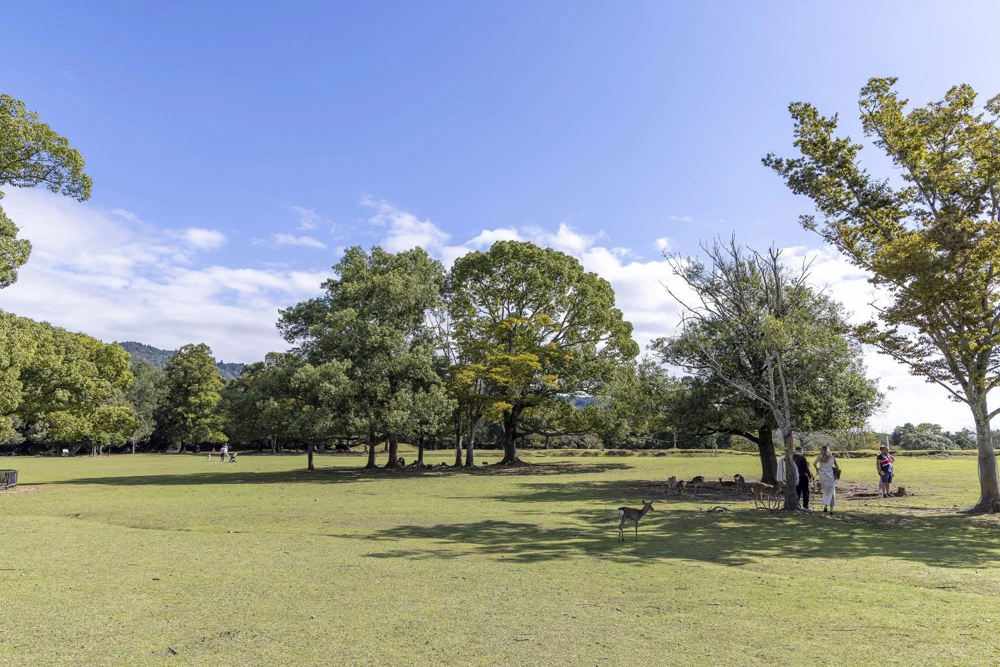 A park scene with green grass, several large trees, and a partly cloudy sky. There are a few people and a group of donkeys under one tree on the right side.